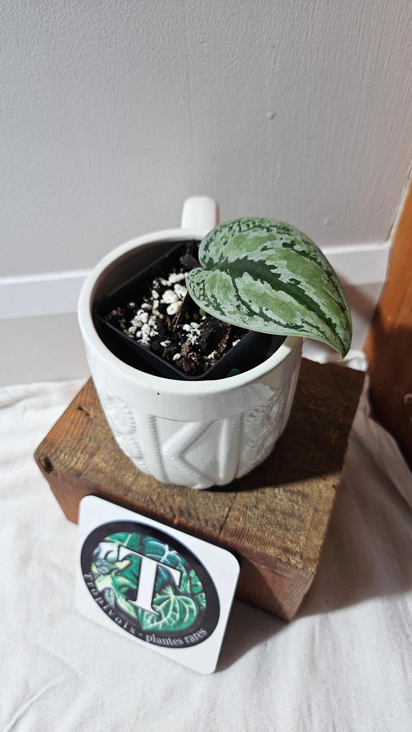 Scindapsus Tricolore silver Platinum (SCI-1140)