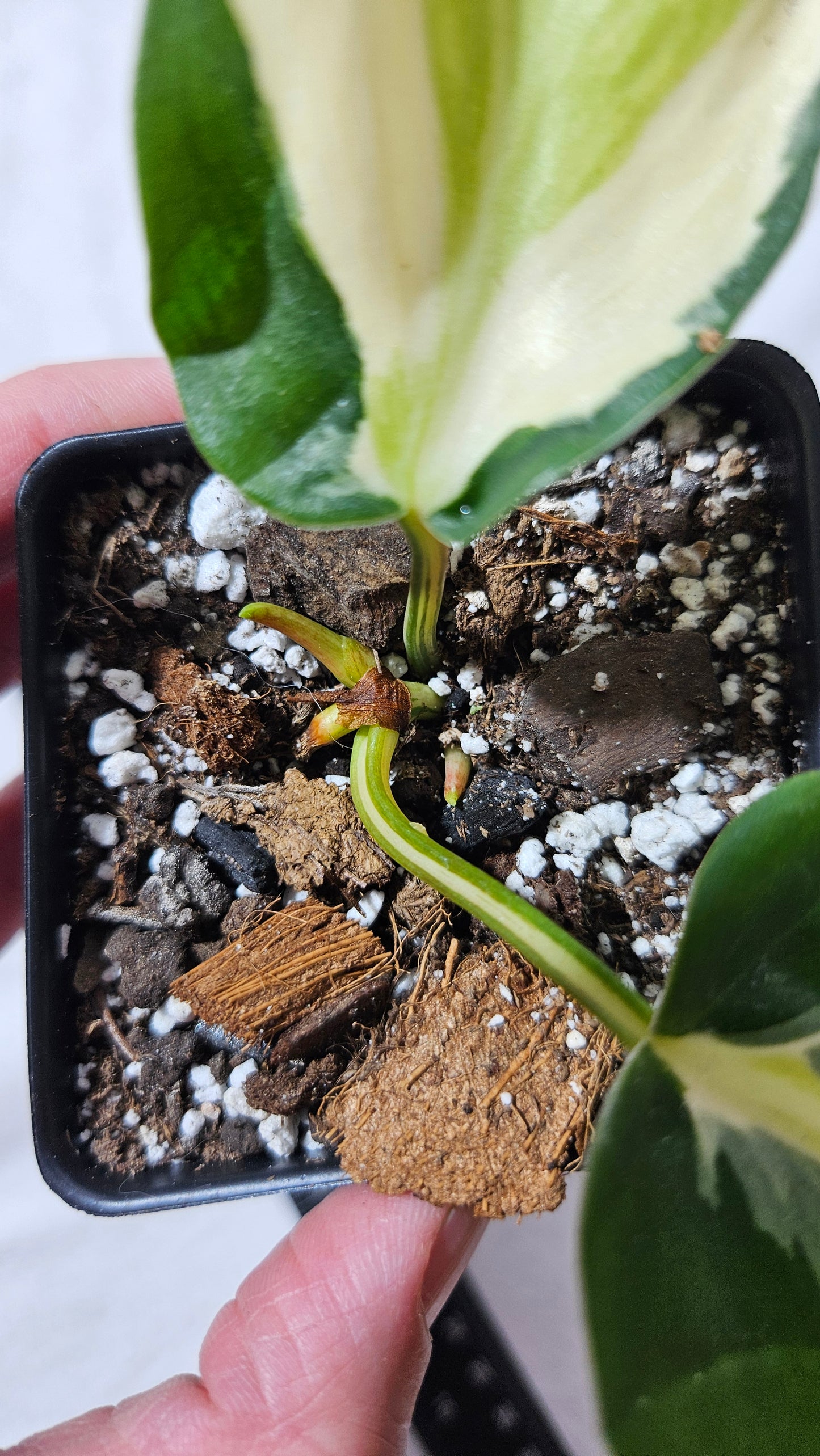 Philodendron Hederaceum Silver Stripe (PHI-736)
