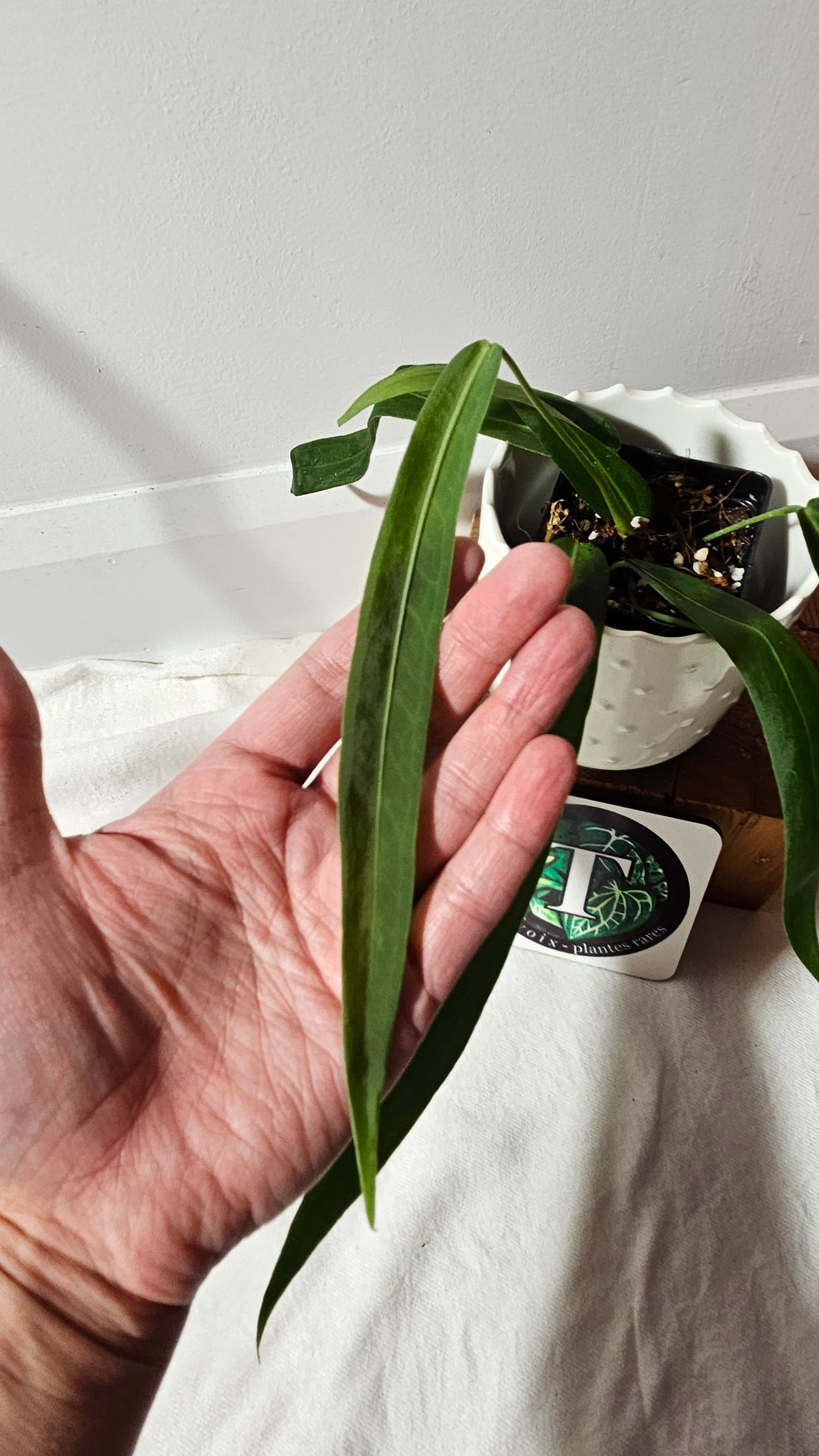 Anthurium Pallidiflorum Narrow "format MOYEN"(ANT-420)