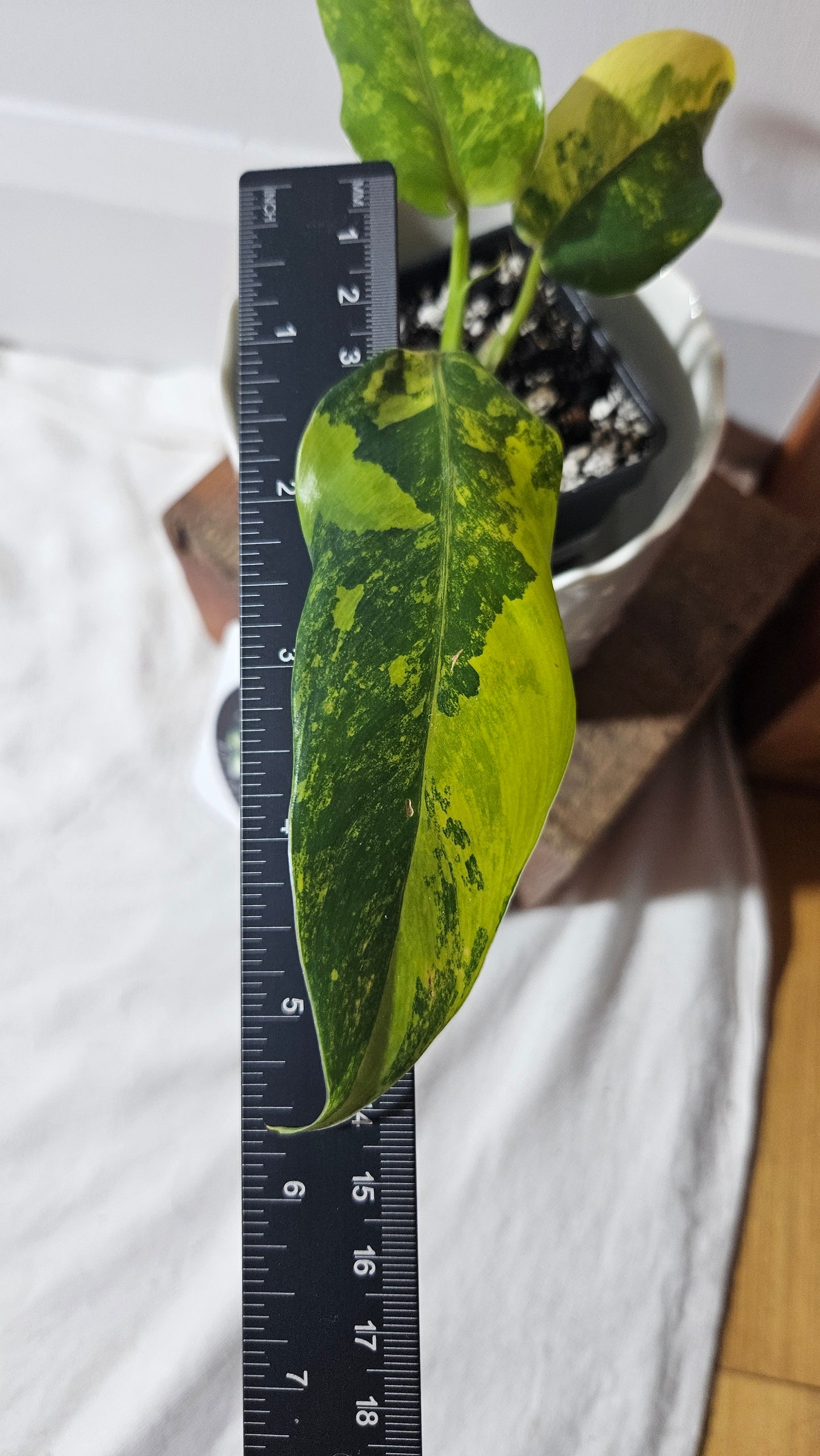 Philodendron Domesticum Variegata (PHI-774)