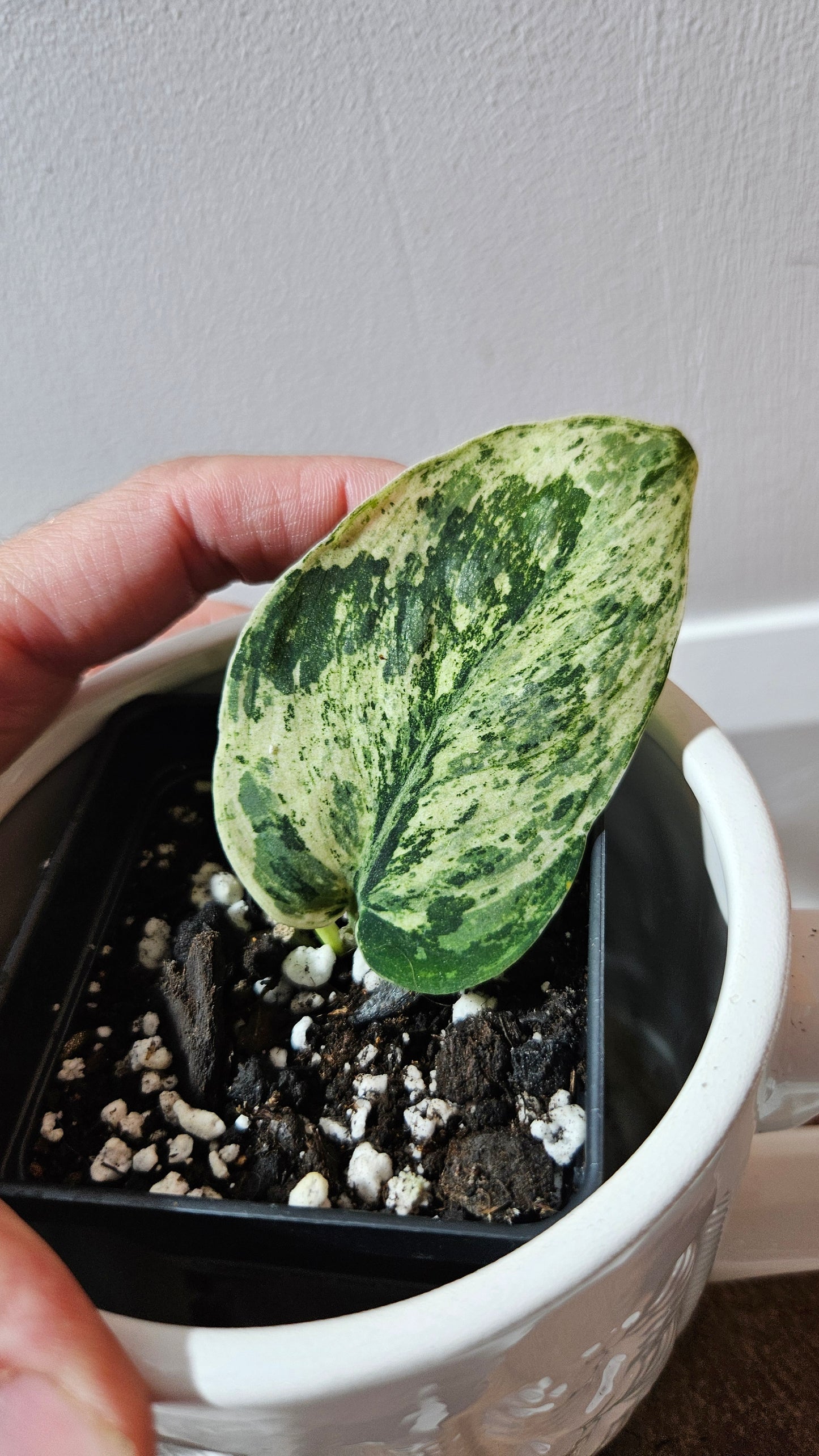Scindapsus Silver Cloud variegata (SCI-1239)
