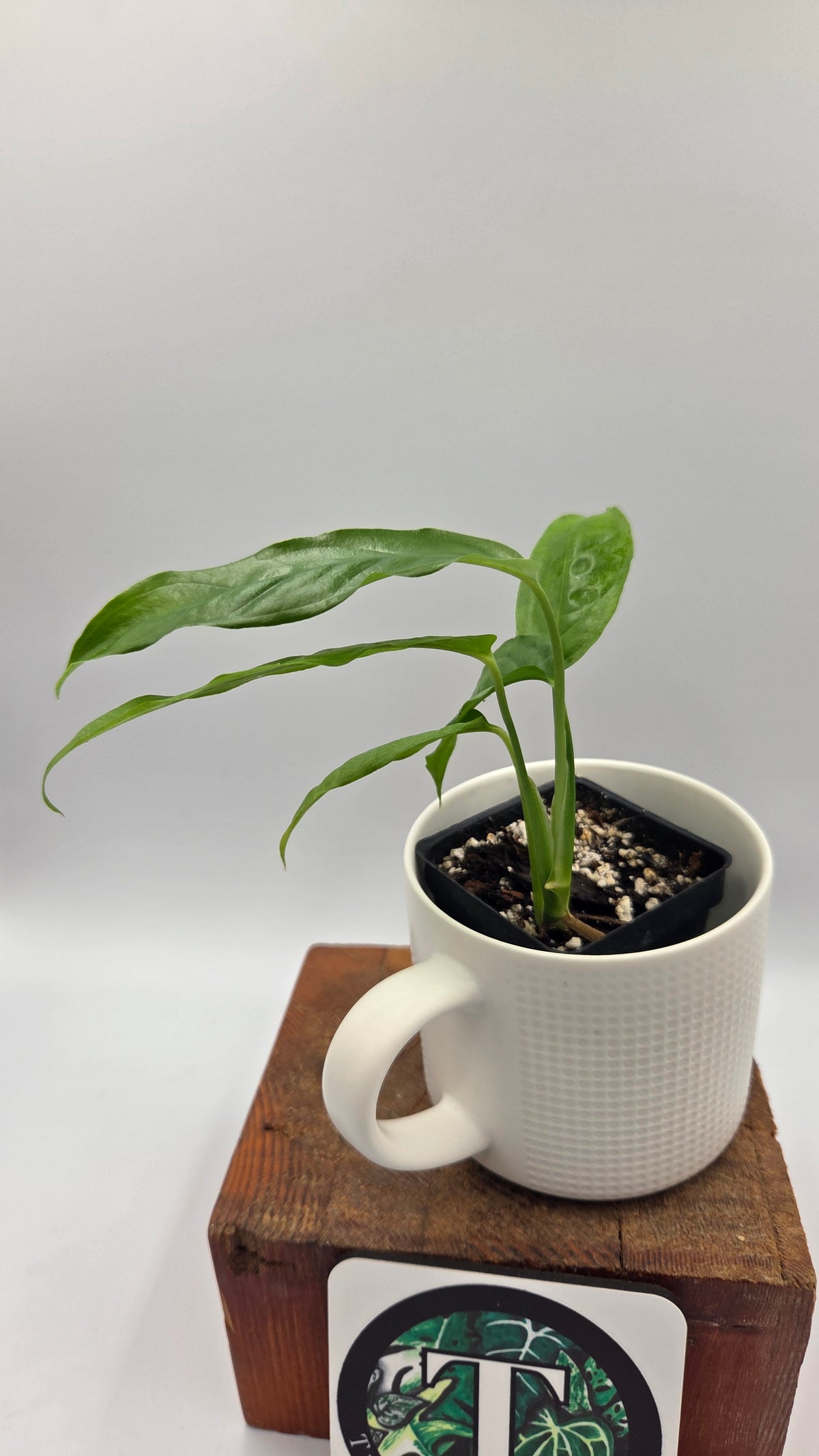 Monstera Obliqua Aff Amazonas (MON-325)