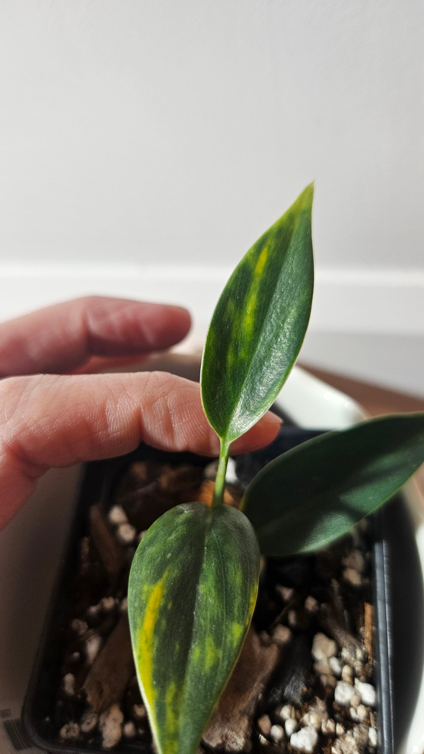 Scindapsus Coriaceus Aurea (SCI-940)