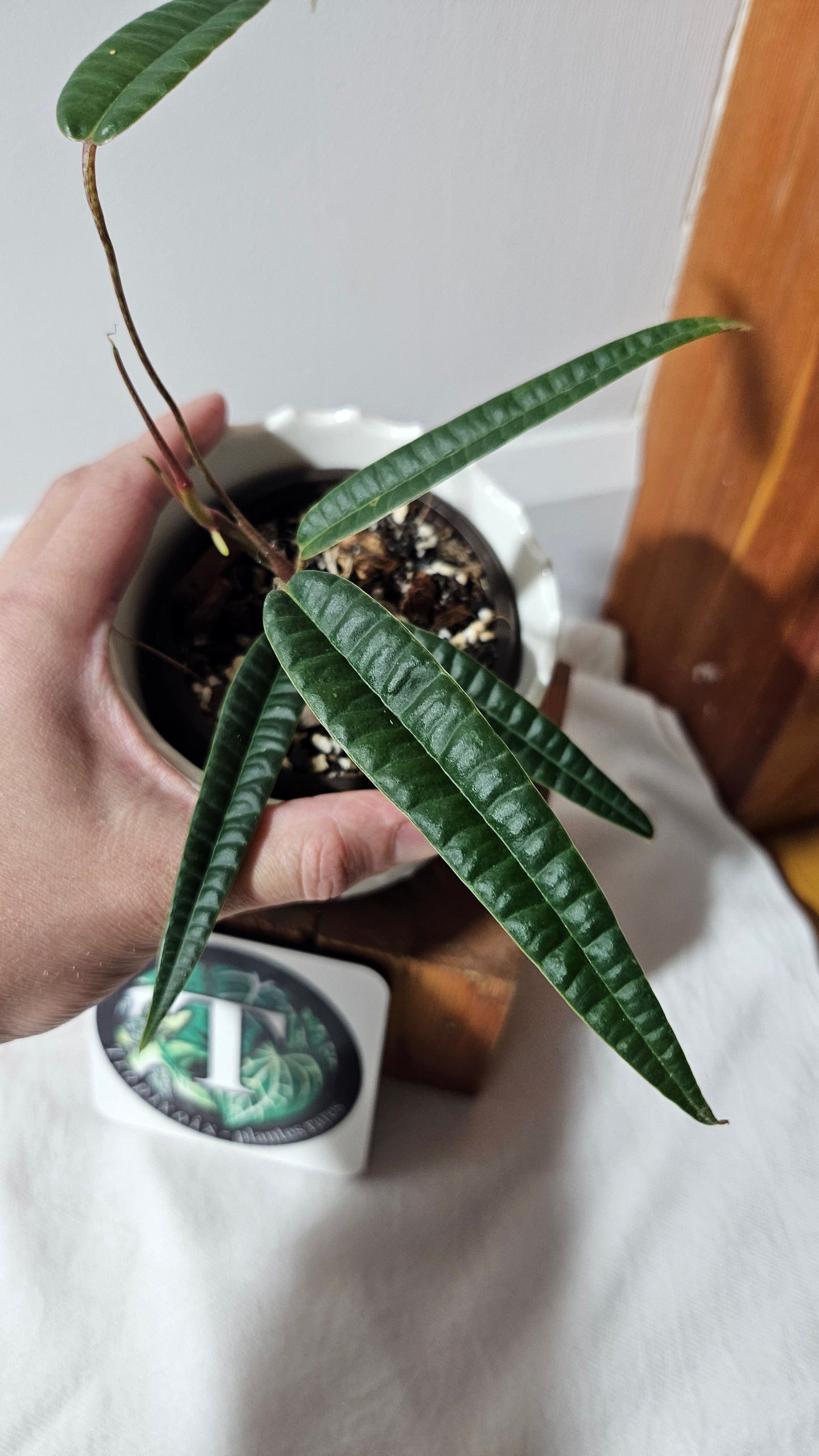 Anthurium Cutucuense "format MOYEN" (ANT-426)