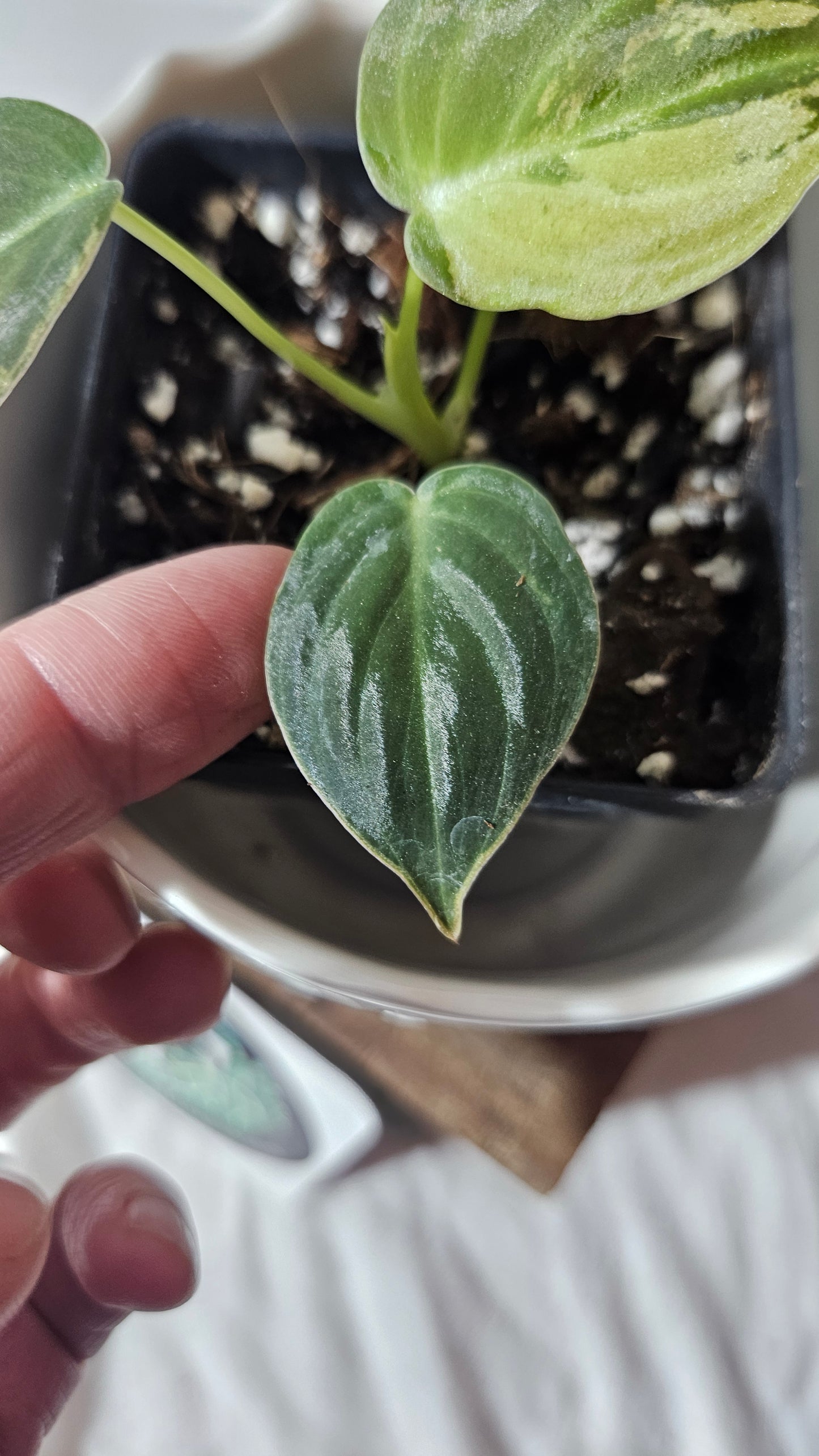 Philodendron Melanochrysum Variegata (PHI-767)