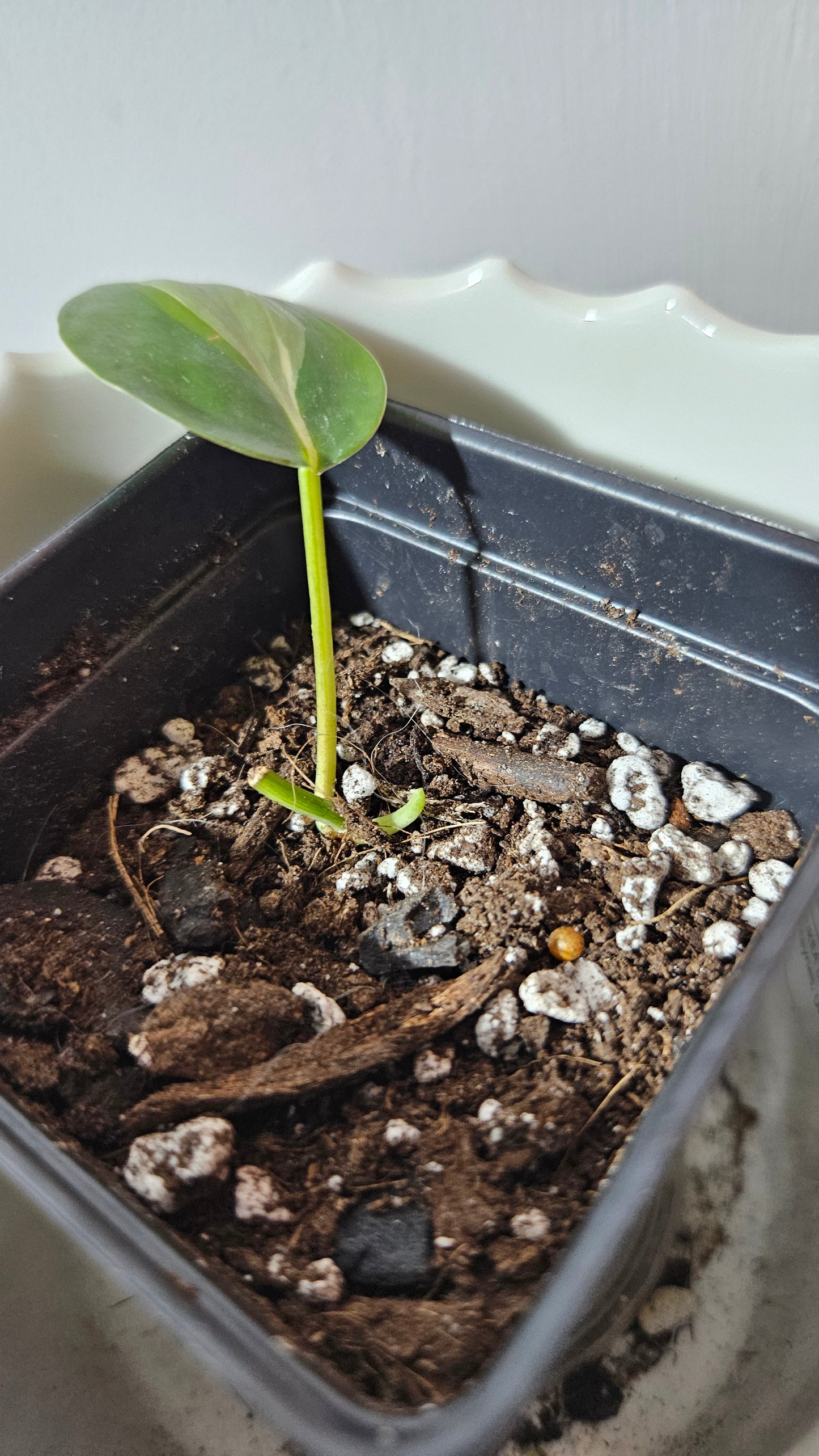 Philodendron Hederaceum Rio (PHI-821)