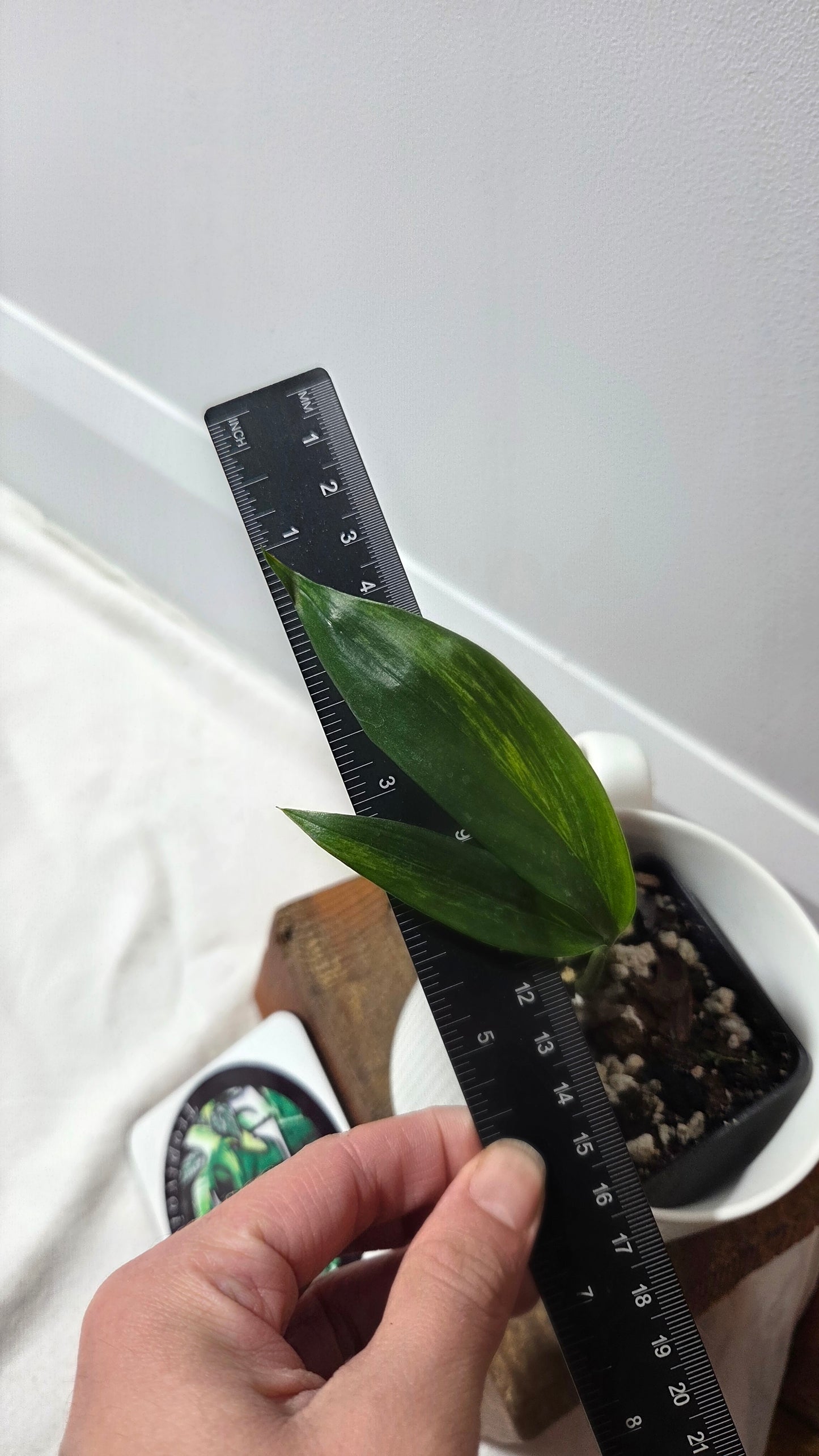 Epipremnum Amplissinum Variegata (EPI-230)