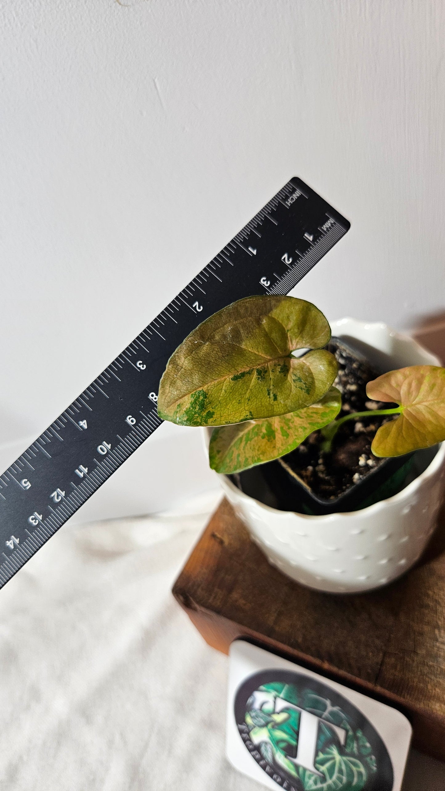 Syngonium Pink Flecked (SYN-117)