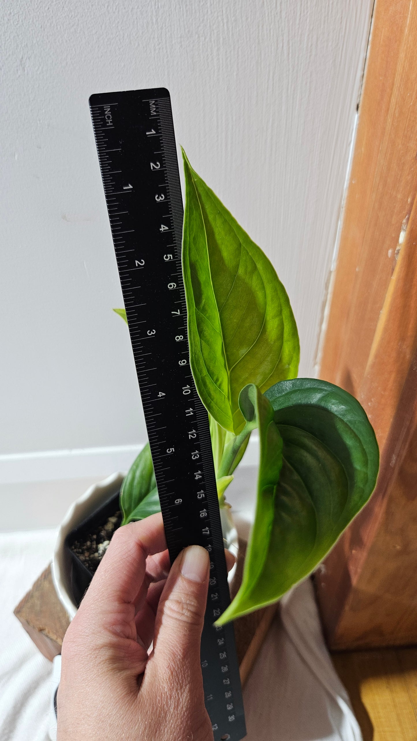 Monstera Obliqua Aff Calacali (MON-446)