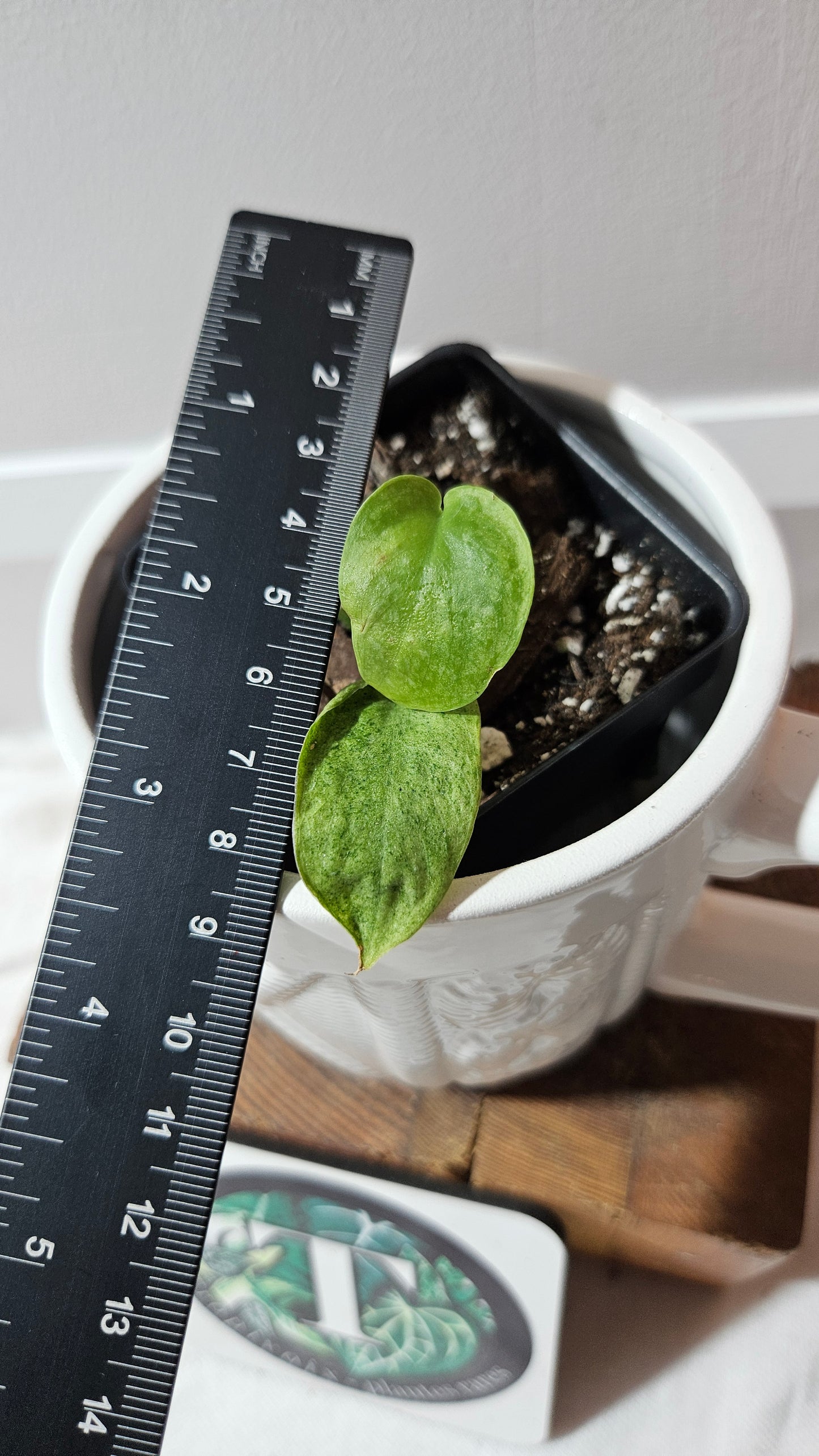 Scindapsus Mojito (SCI-1253)