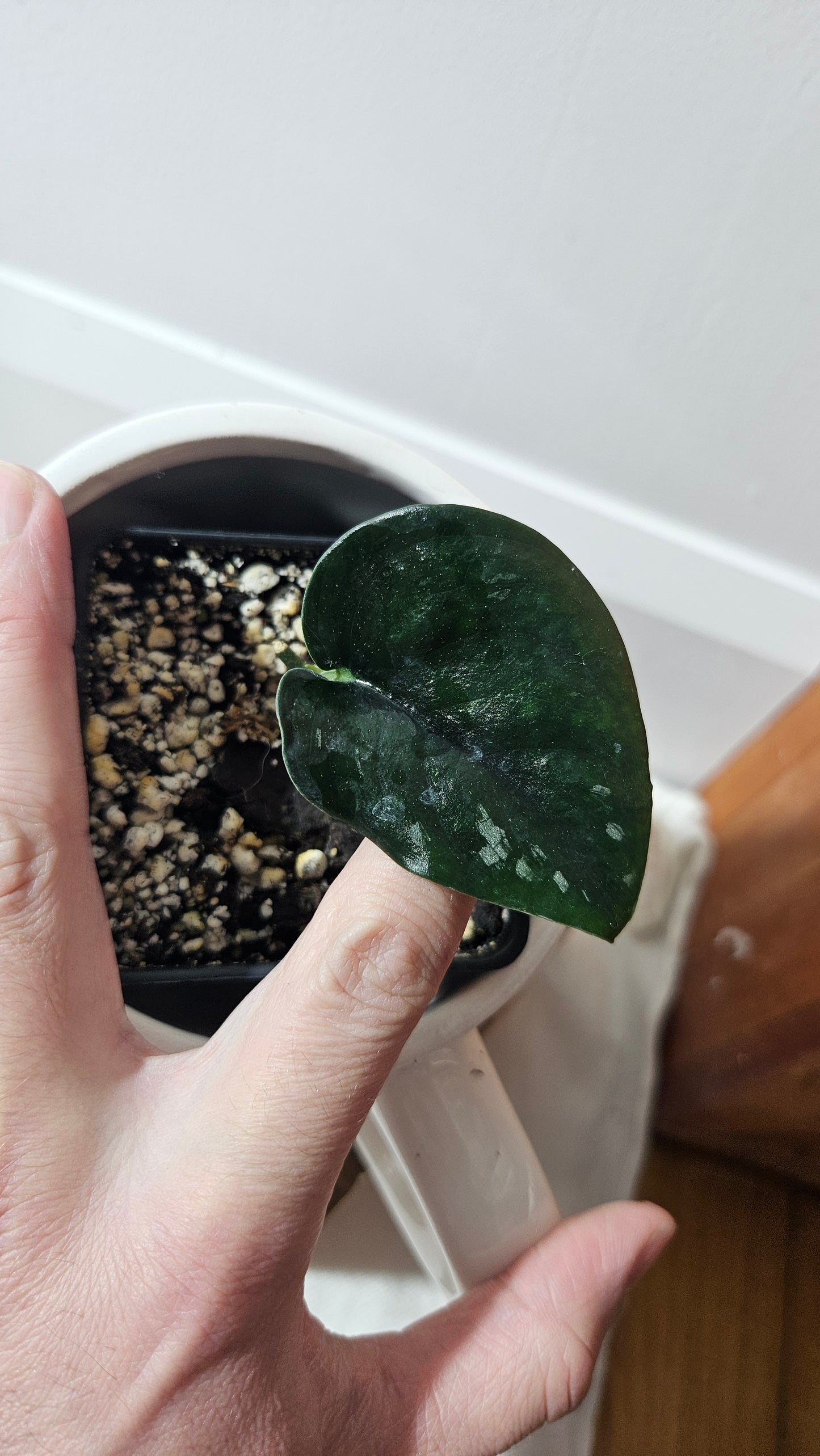 Scindapsus Black Mamba (SCI-851)