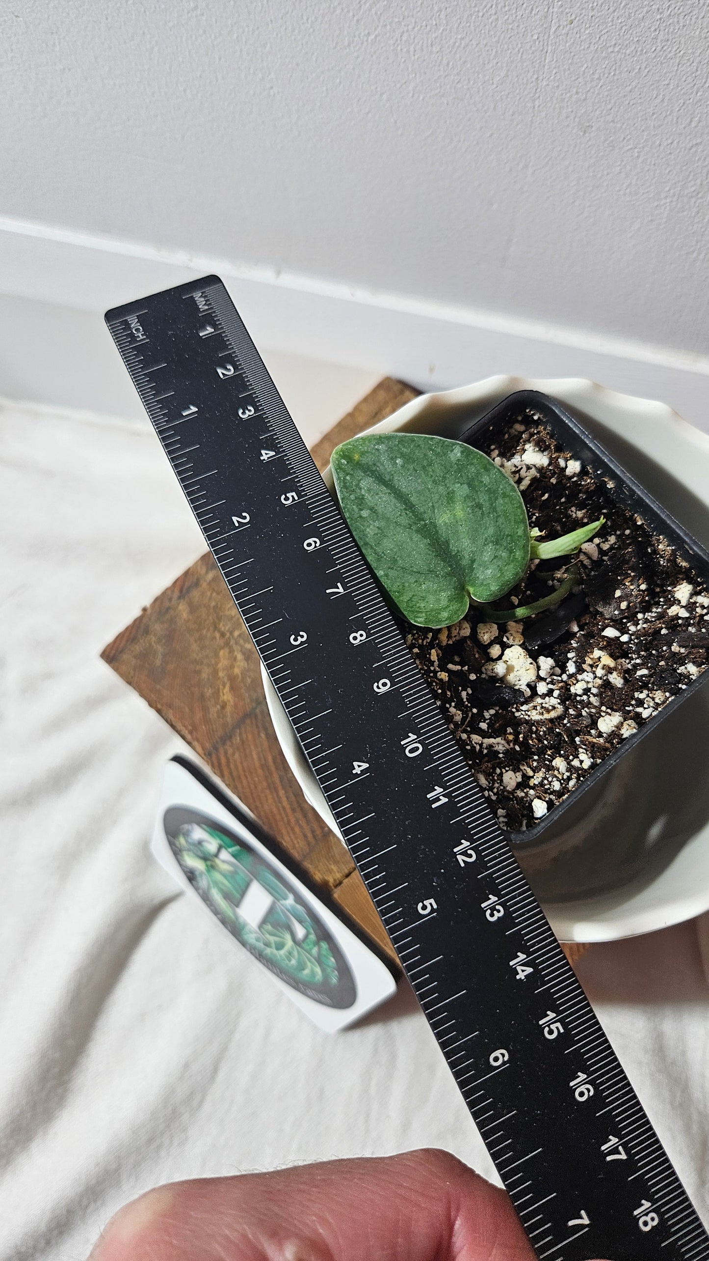 Scindapsus Dark Splash Bornéo (SCI-790)