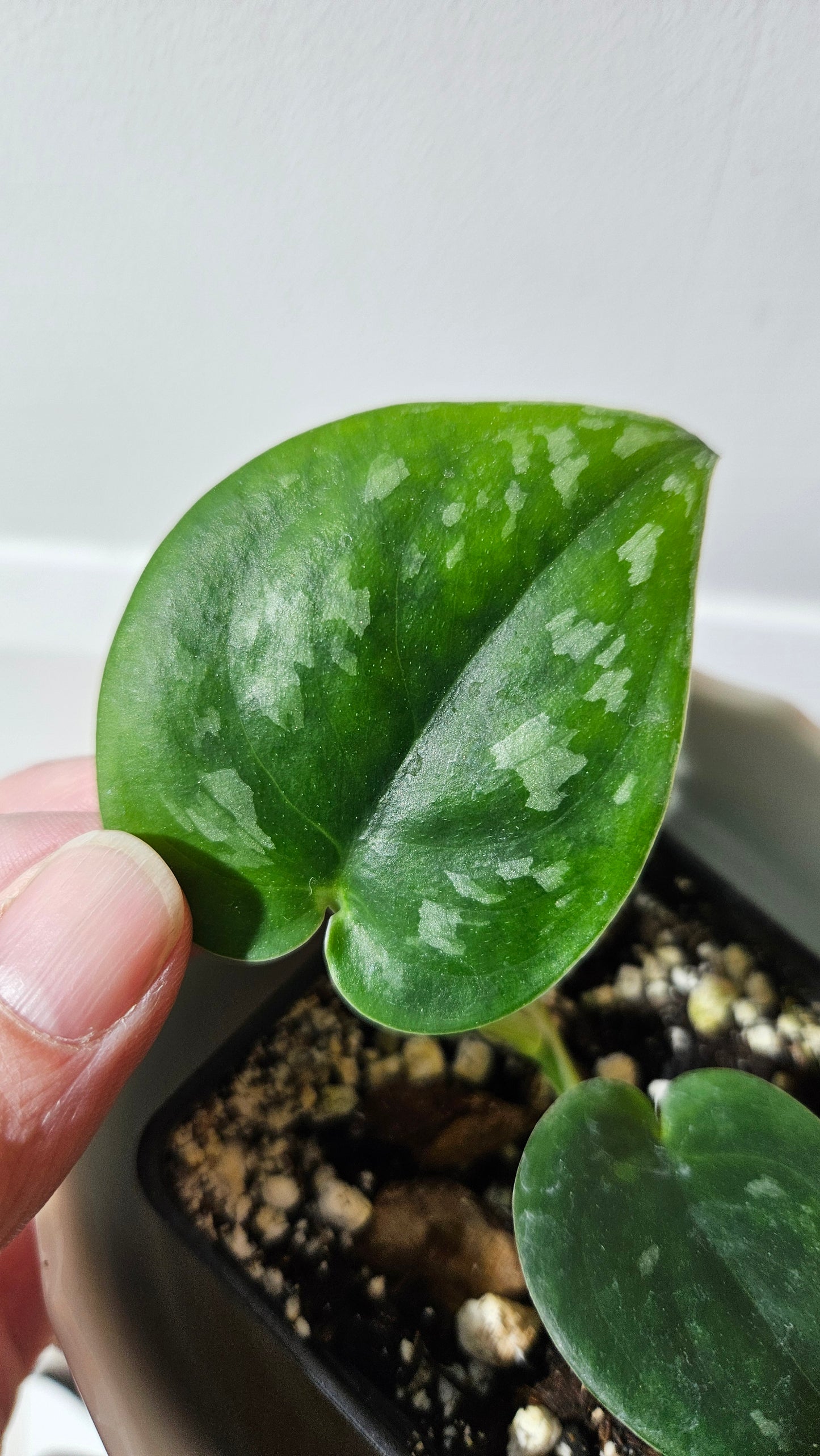Scindapsus Black Mamba Mutation (SCI-763)