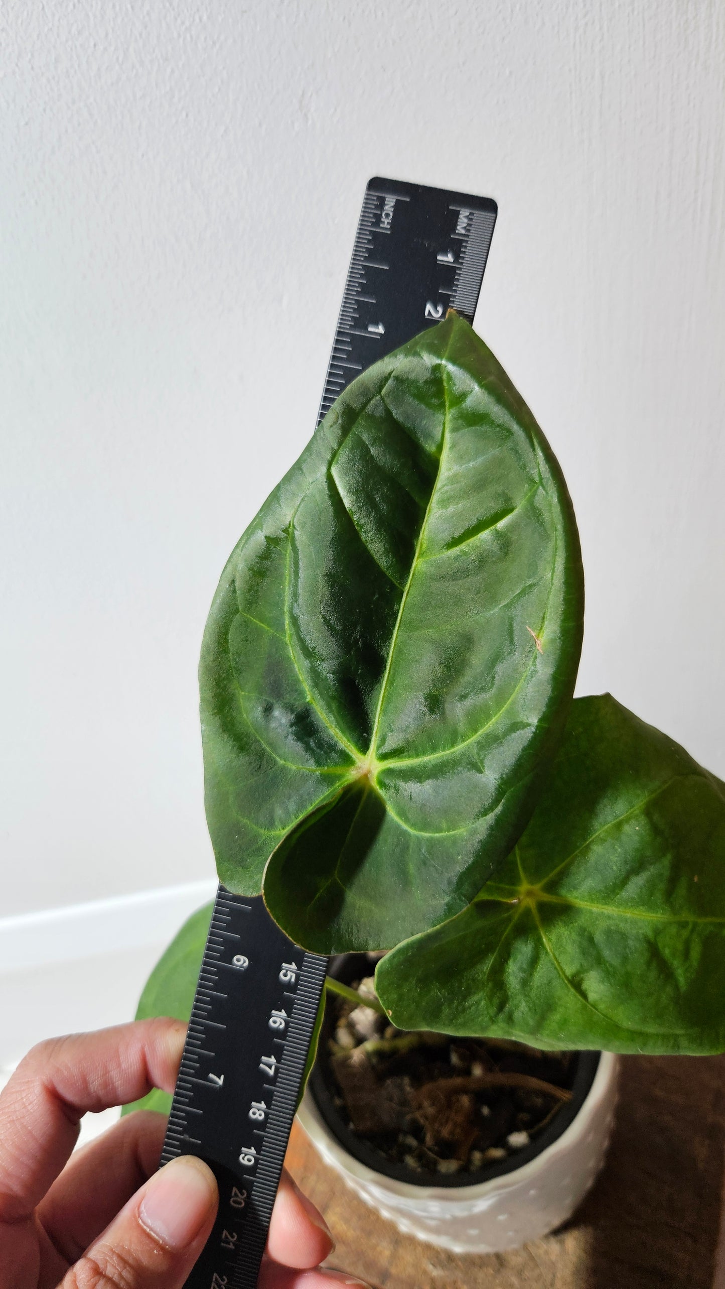 Anthurium Goliath "format MOYEN" (ANT-256)