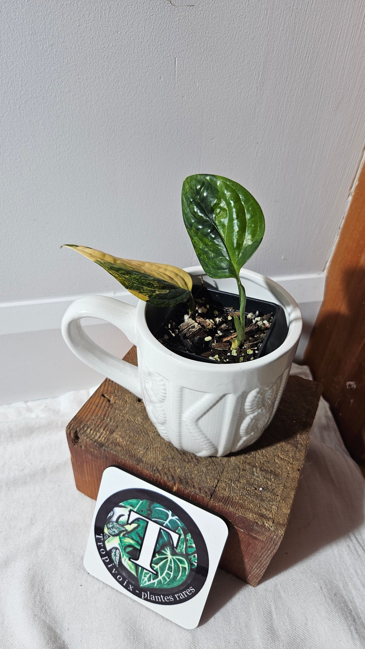 Monstera Karstenianum/Peru Variegata (MON-466)