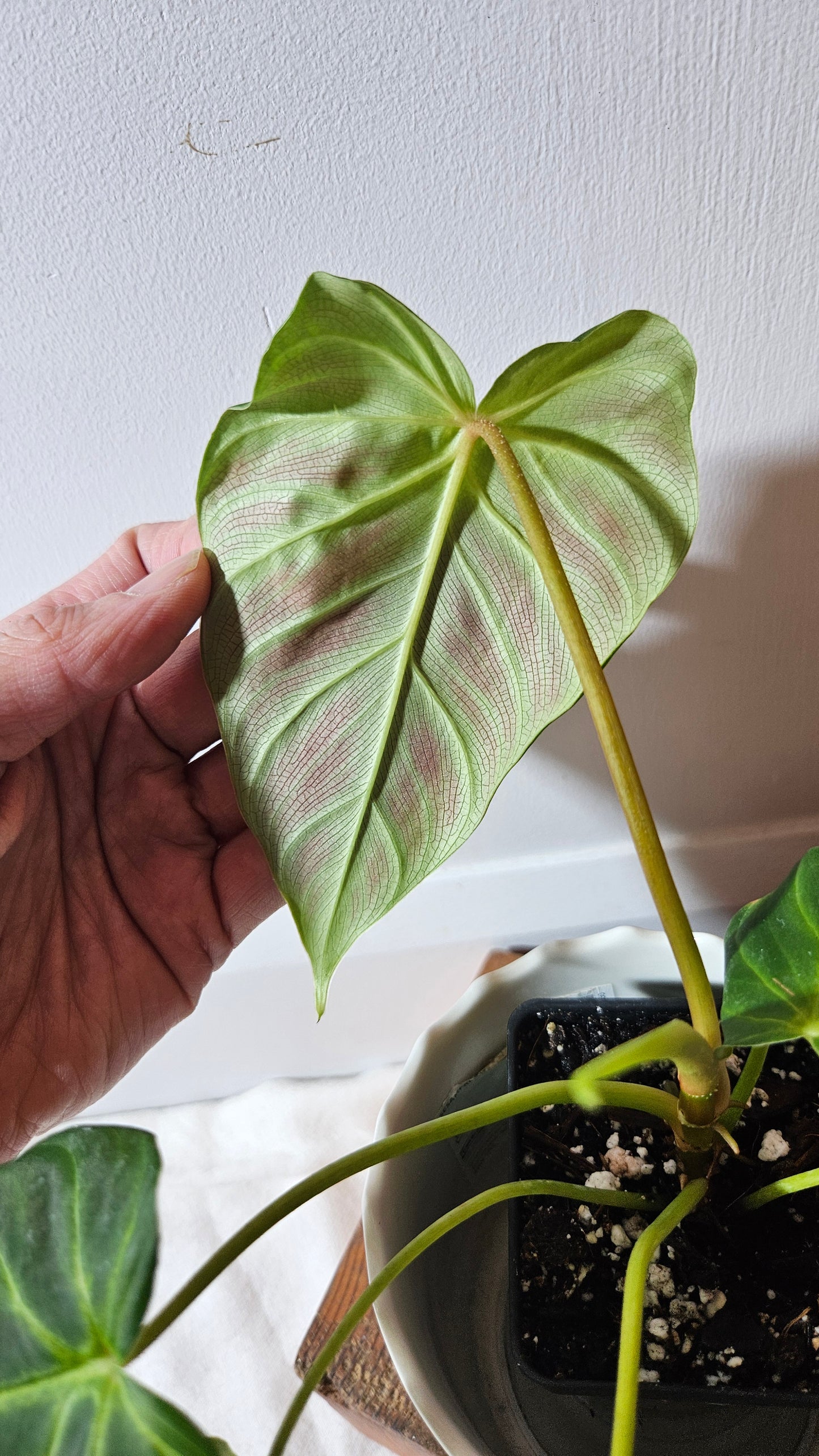 Philodendron Verrucosum Melon (PHI-792)