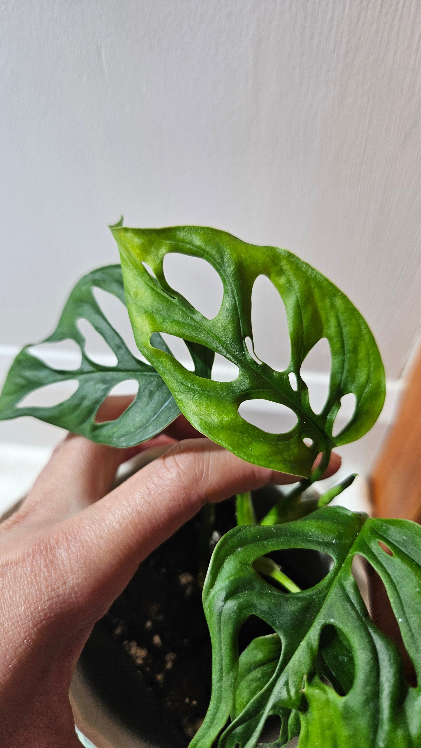 Monstera Obliqua Aff Cenepa (MON-429)