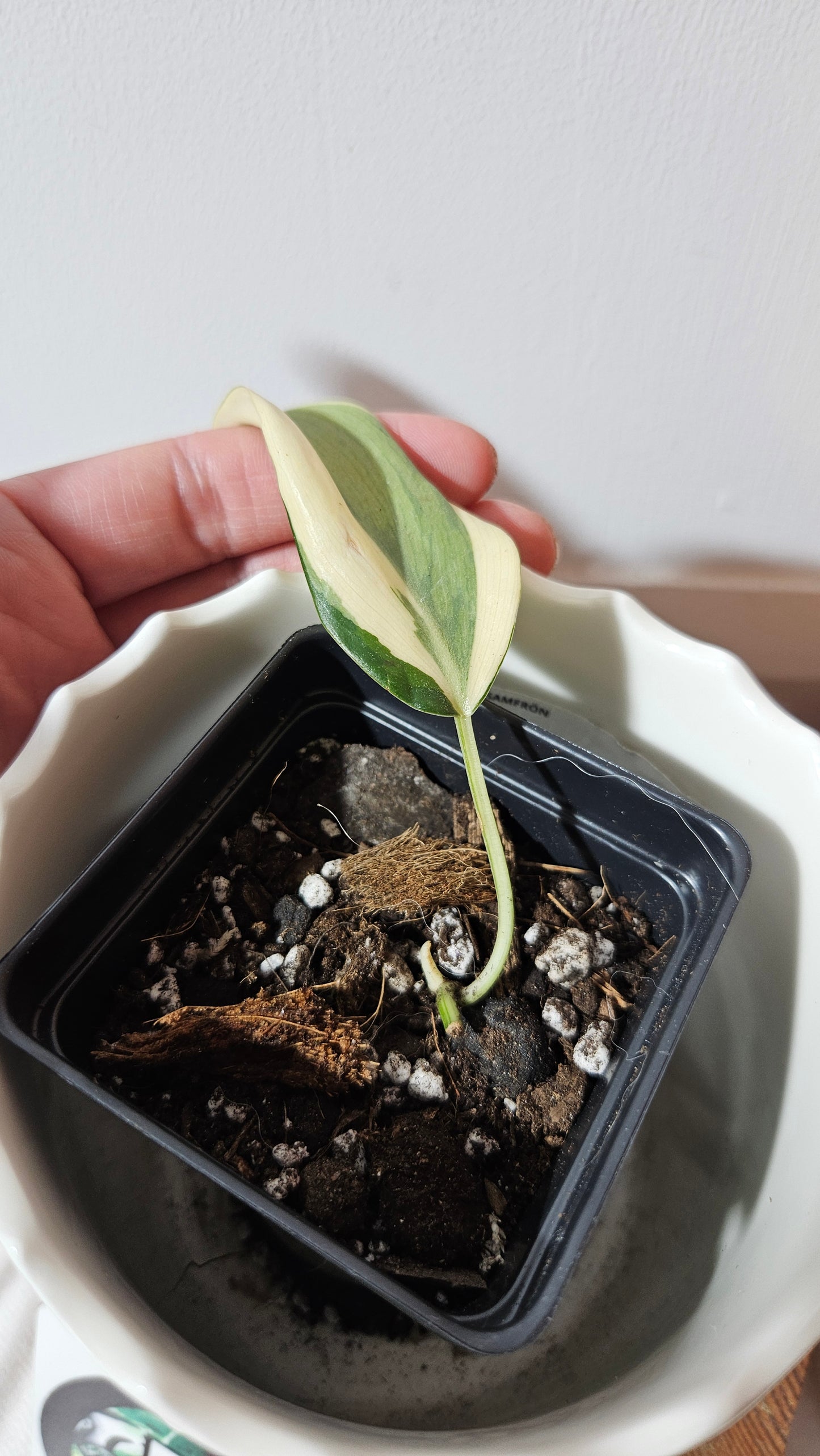 Philodendron Hederaceum Rio (PHI-819)