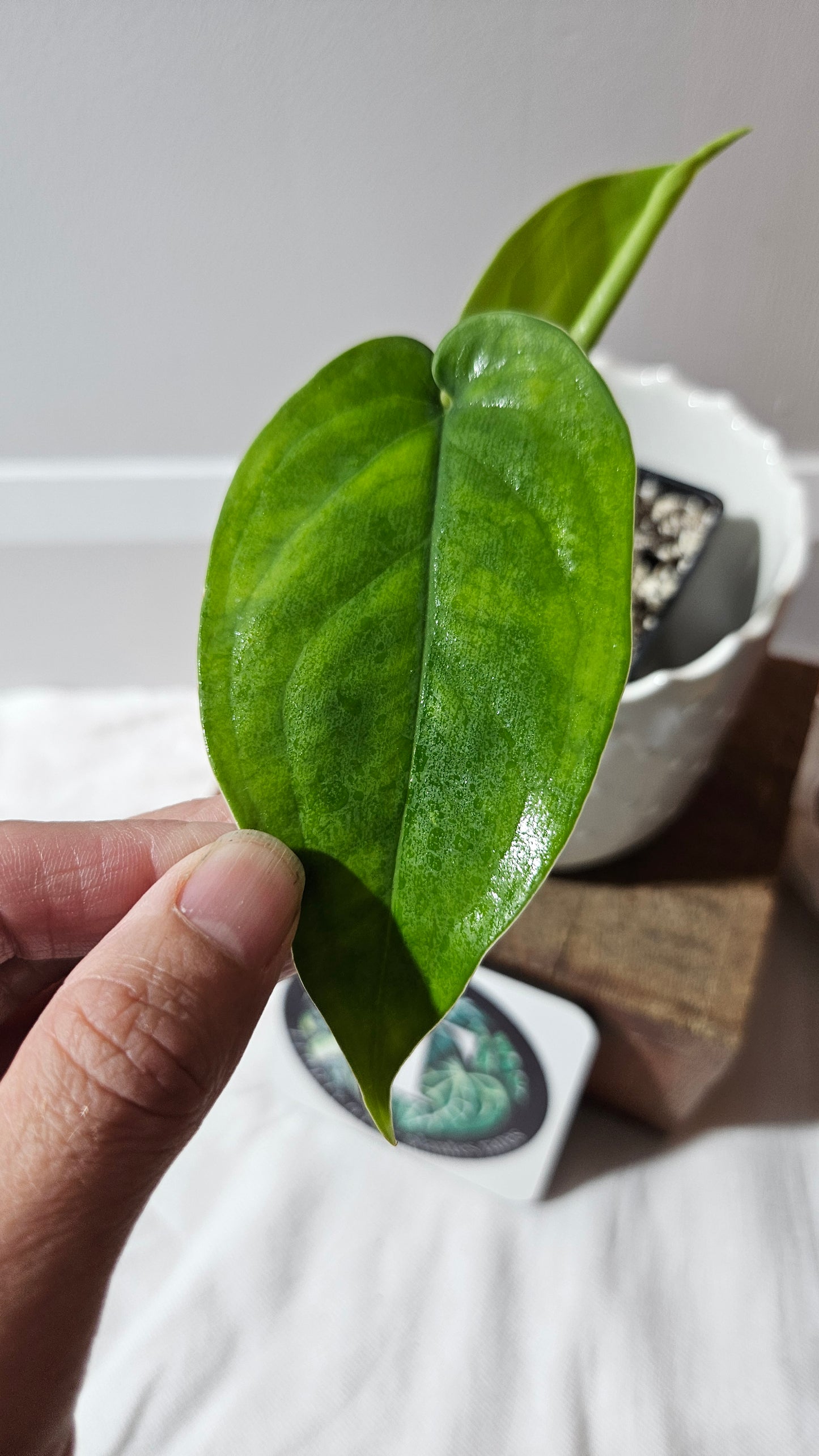 Syngonium Chiapense Albo (SYN-457)