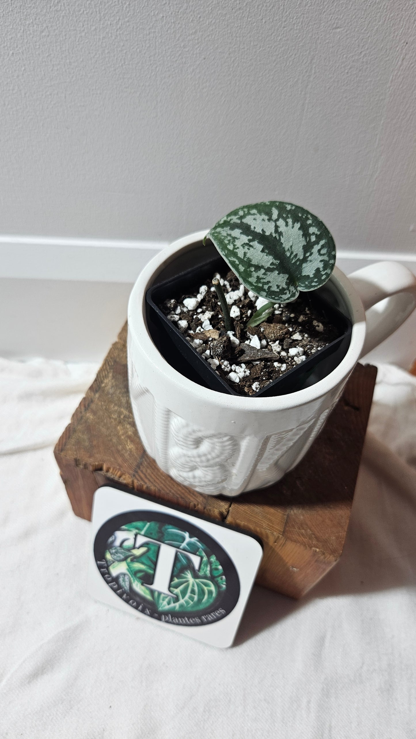 Scindapsus Silver Queen (SCI-1187)