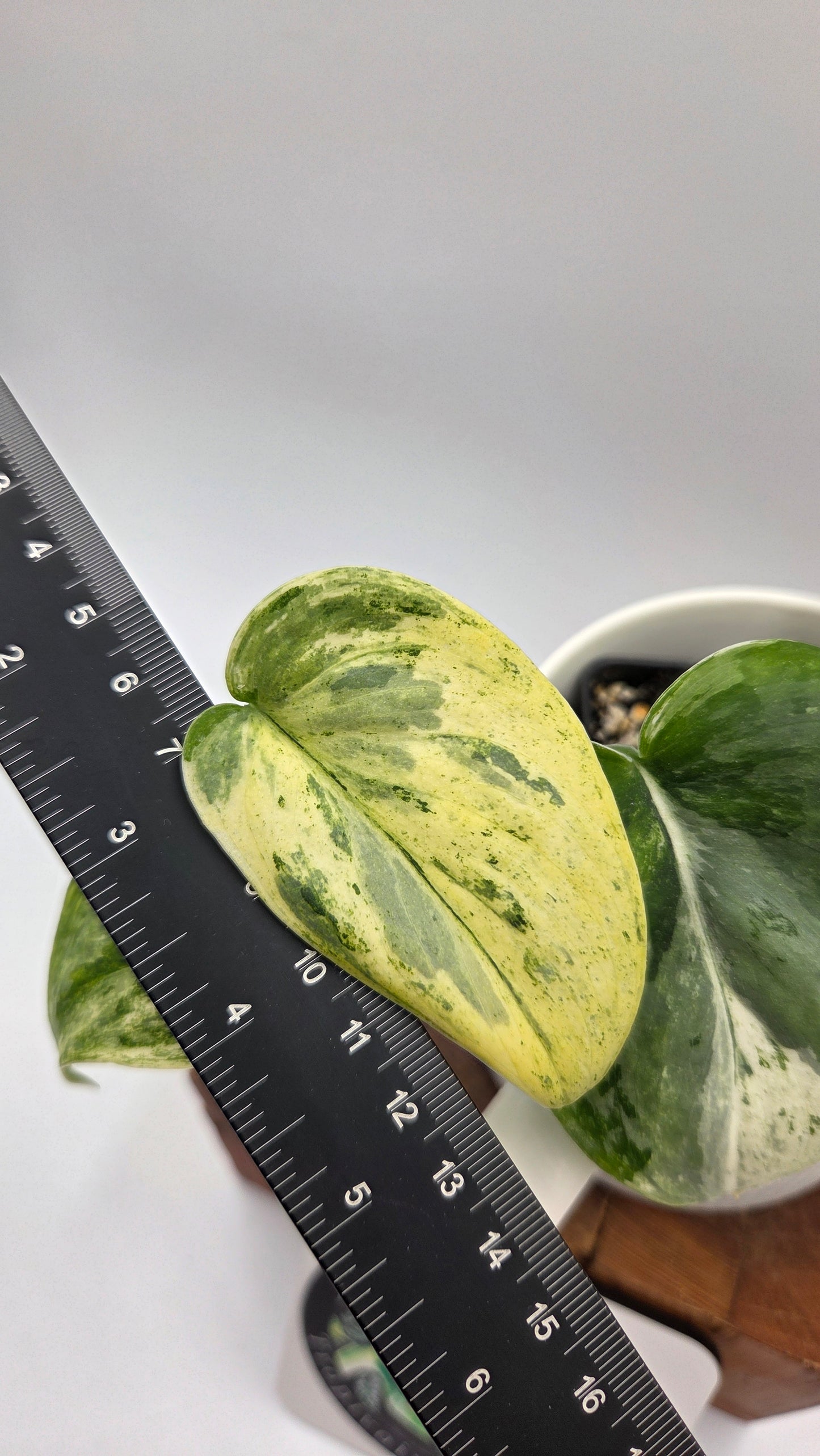 Scindapsus Exotica Salaka Variegata (SCI-702)
