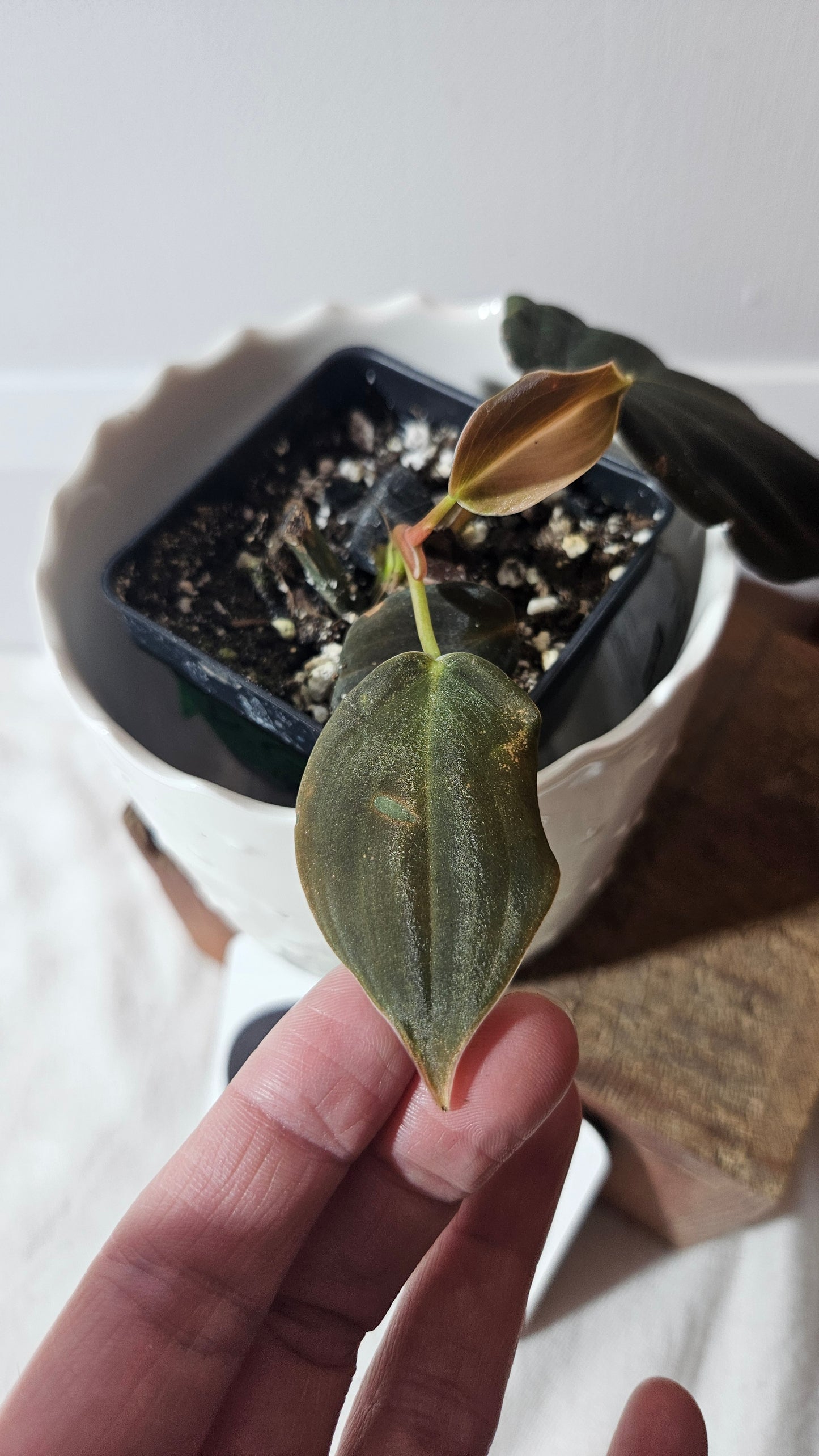 Philodendron Gigas (PHI-777)