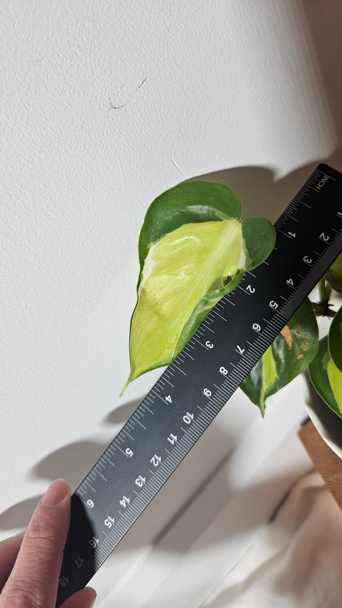 Philodendron Hederaceum Cream Splash (PHI-729)