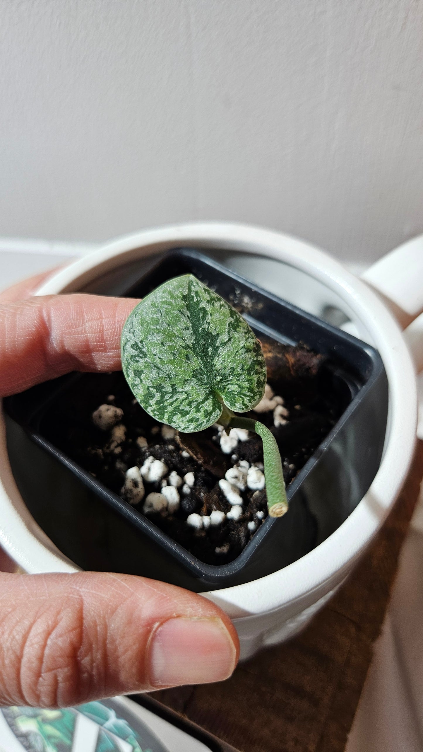 Scindapsus Tricolore silver Platinum (SCI-1119)