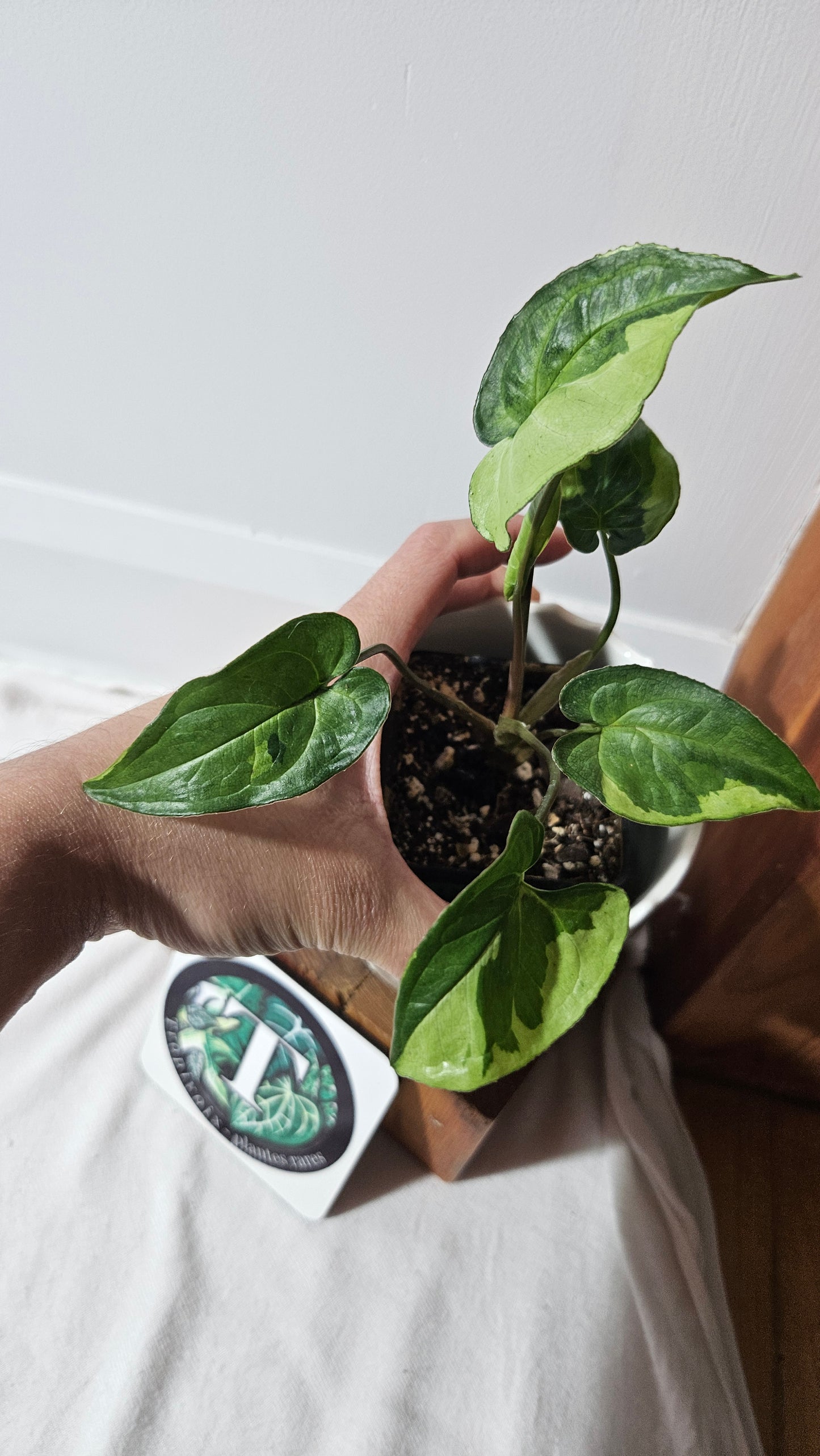 Syngonium Three kings (SYN-081)