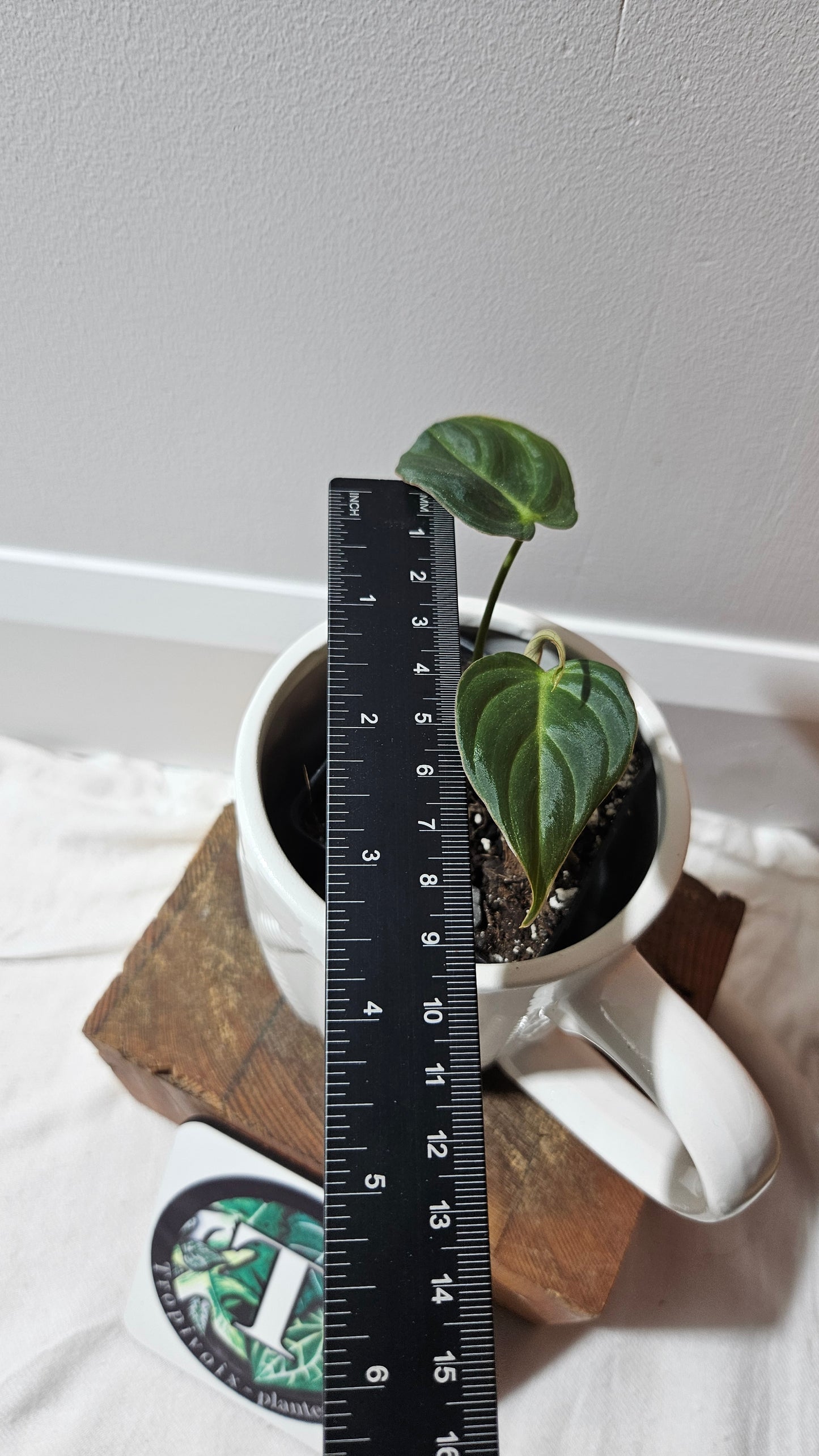 Philodendron Glorious (PHI-903)