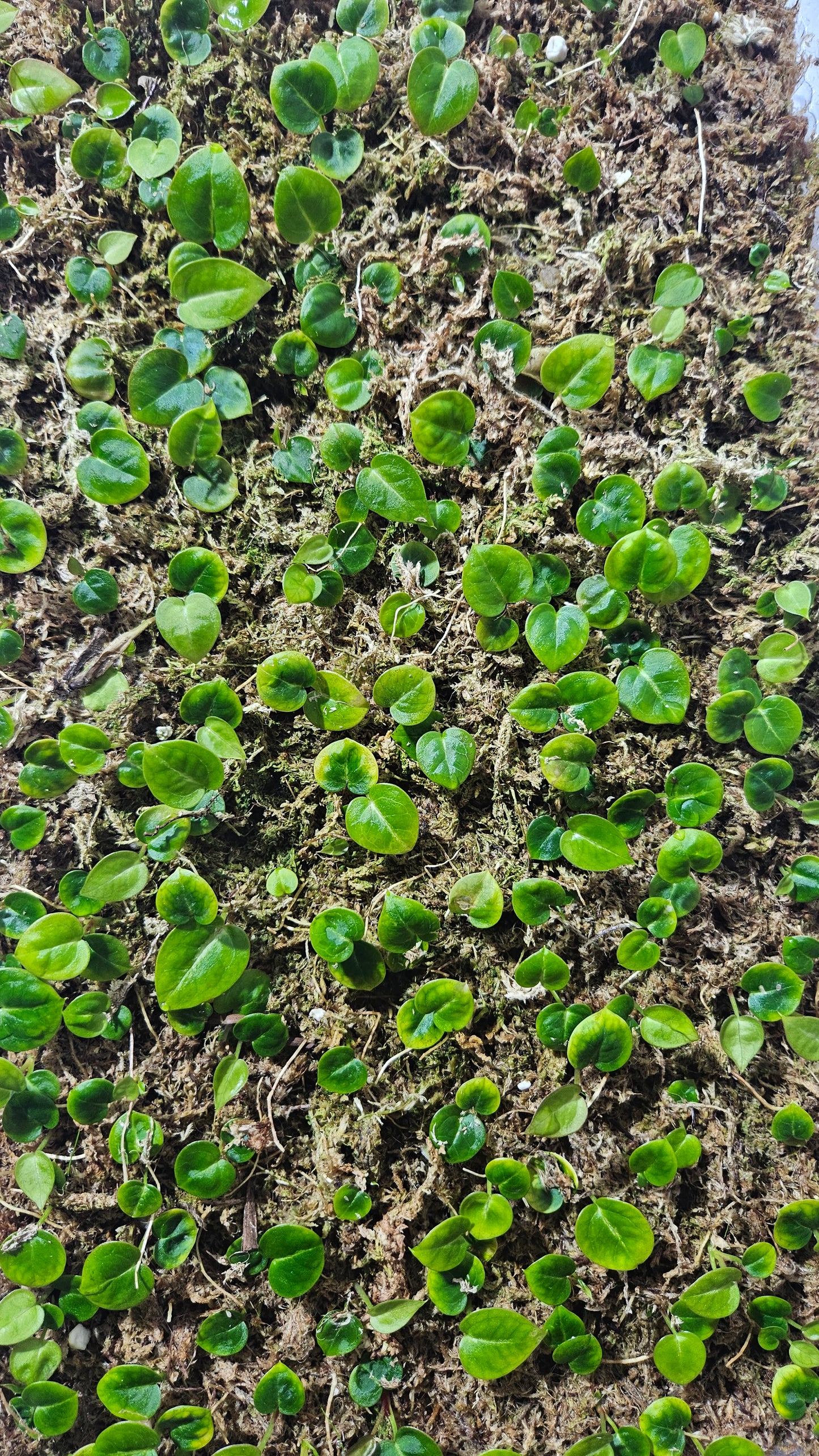 Anthurium Domino "format SEEDLING"