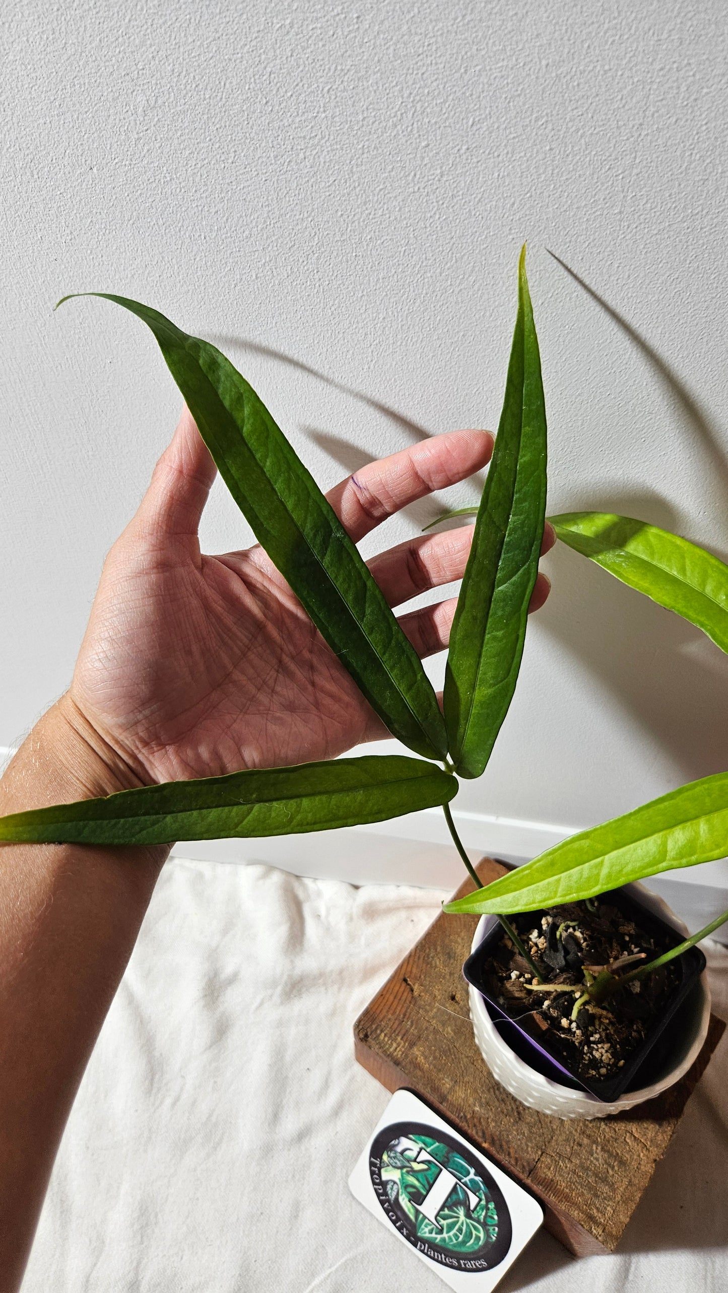 Anthurium Polydactylum "MEDIUM format" (ANT-127)