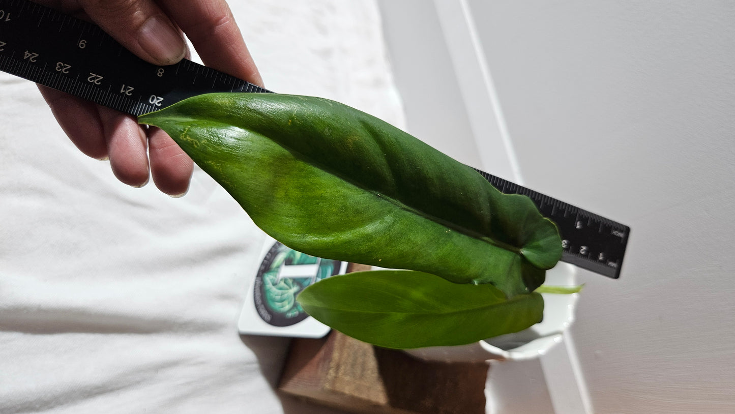 Philodendron Florida Beauty X Bob Cee REVERT(PHI-893)