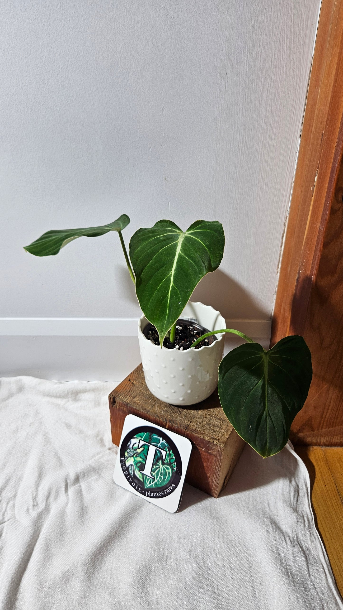 Philodendron Gloriosum x Plowmanii (PHI-926)