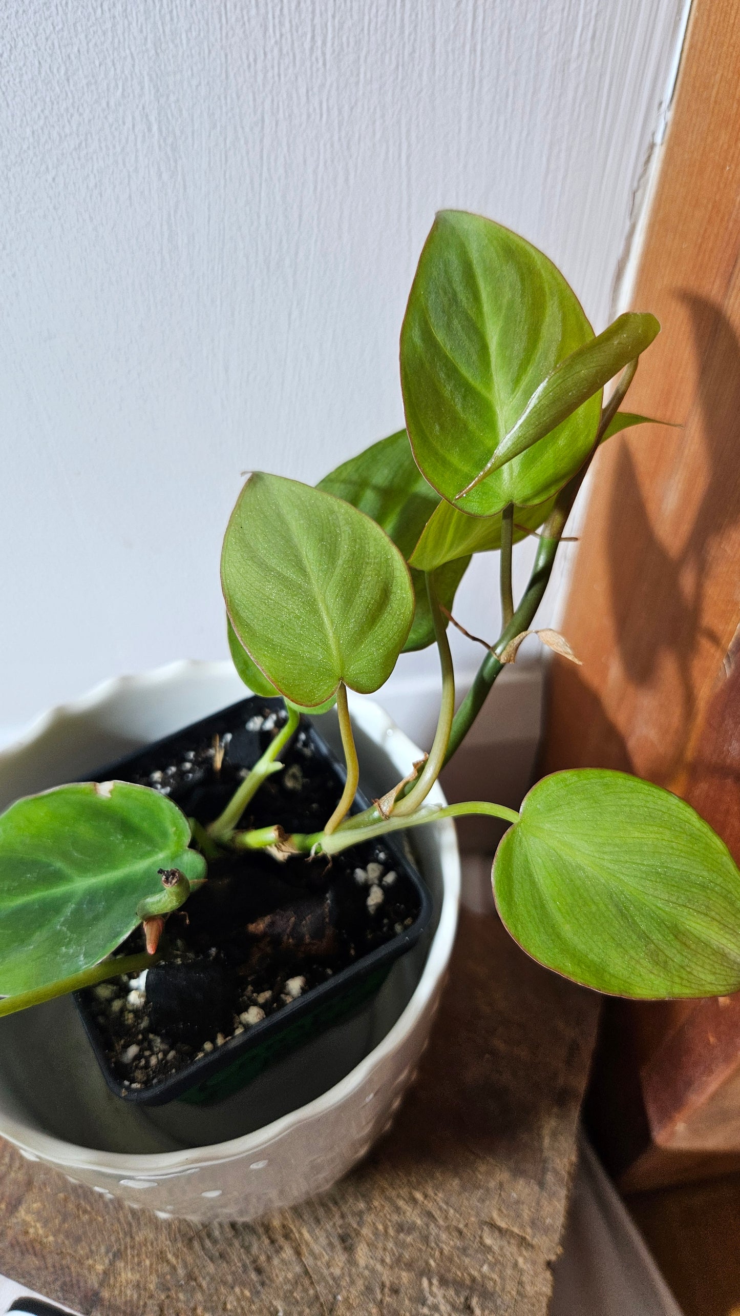 Philodendron Camposportoanum (PHI-781)