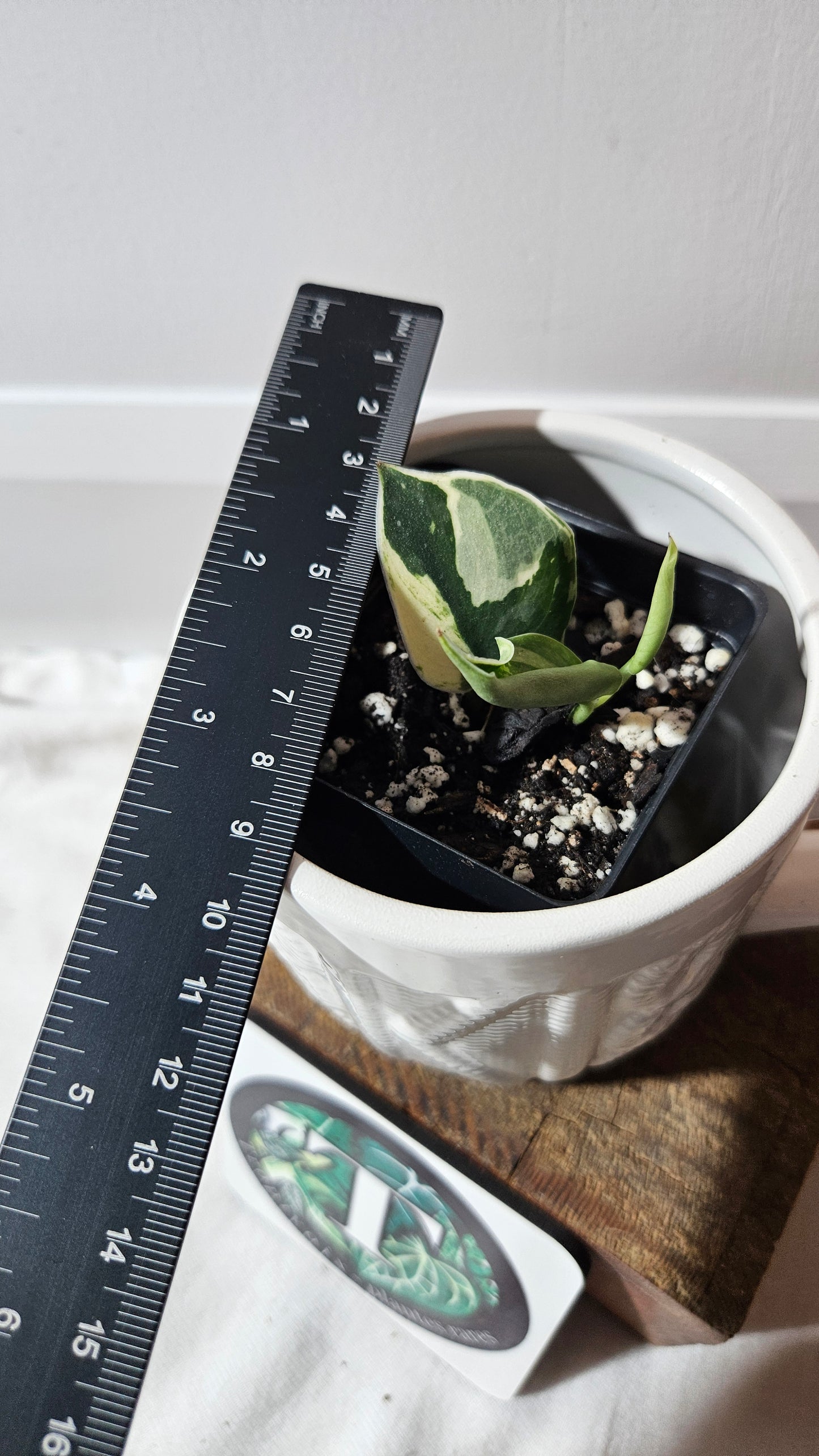 Scindapsus Bunaken (SCI-1291)