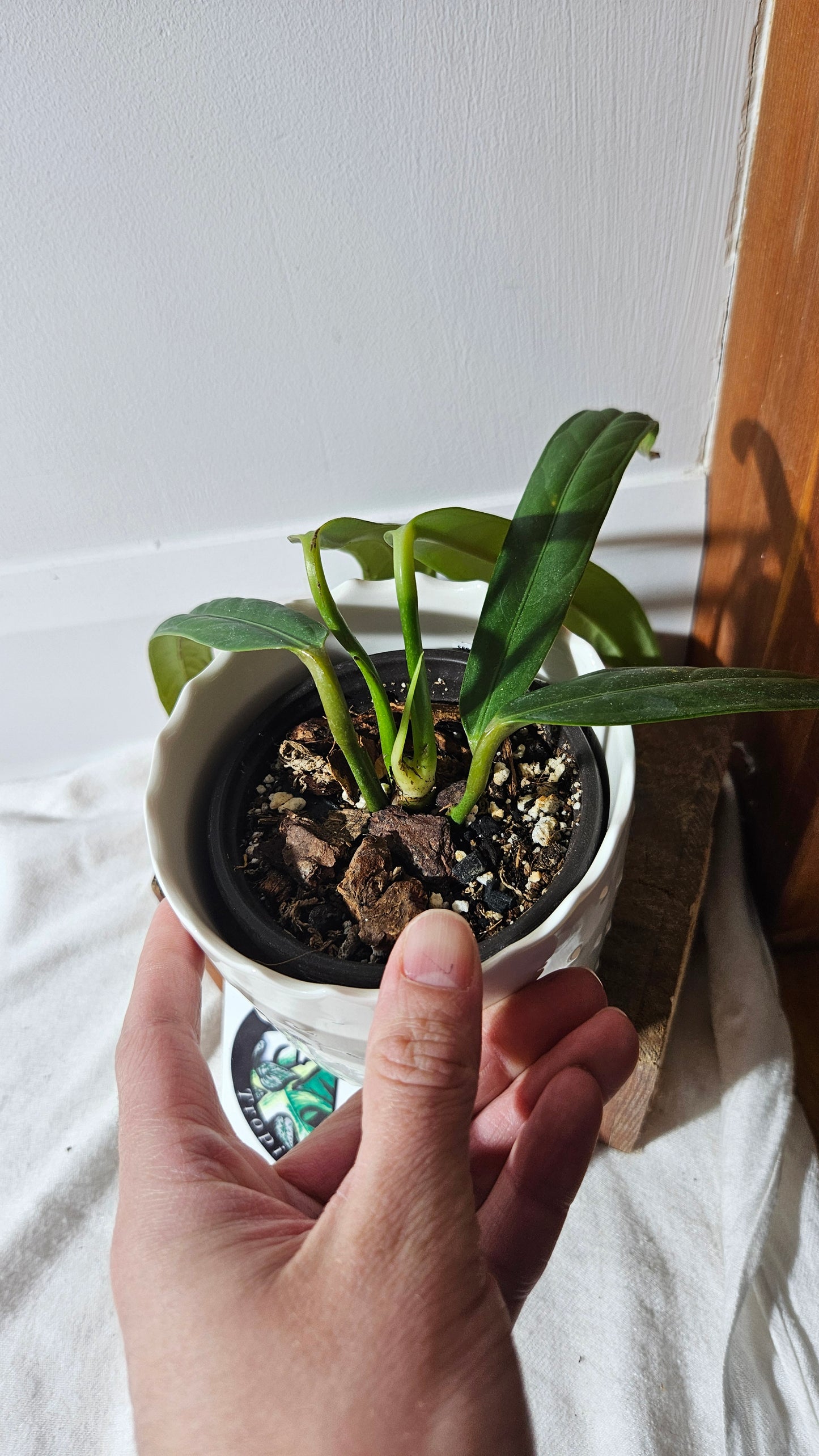 Anthurium Ceronii Aff "format MOYEN"(ANT-390)