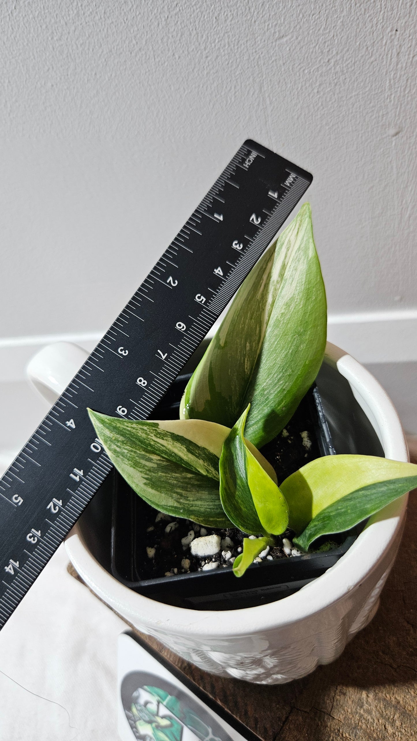 Scindapsus Rubicon (SCI-1149)