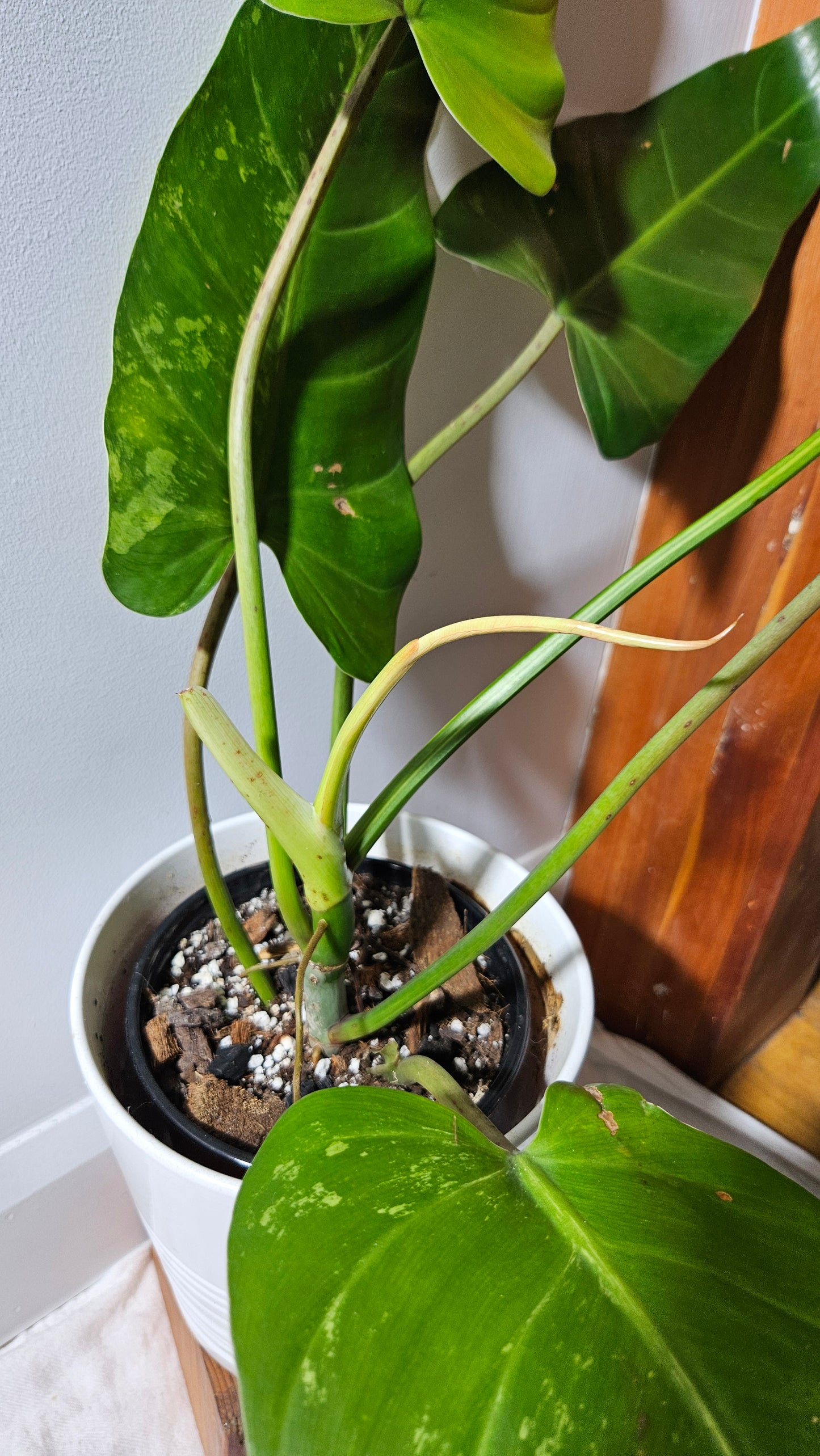 Philodendron whipple Way Variegata (PHI-896)