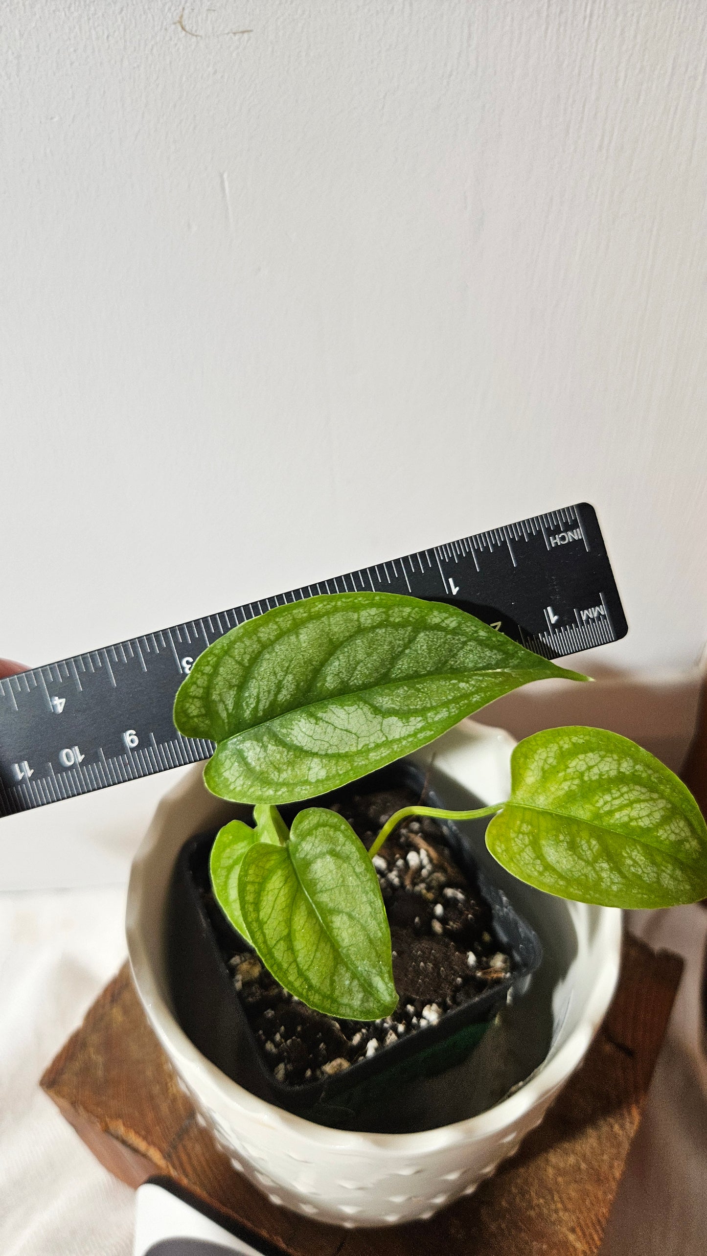 Monstera Siltepecana (MON-157)