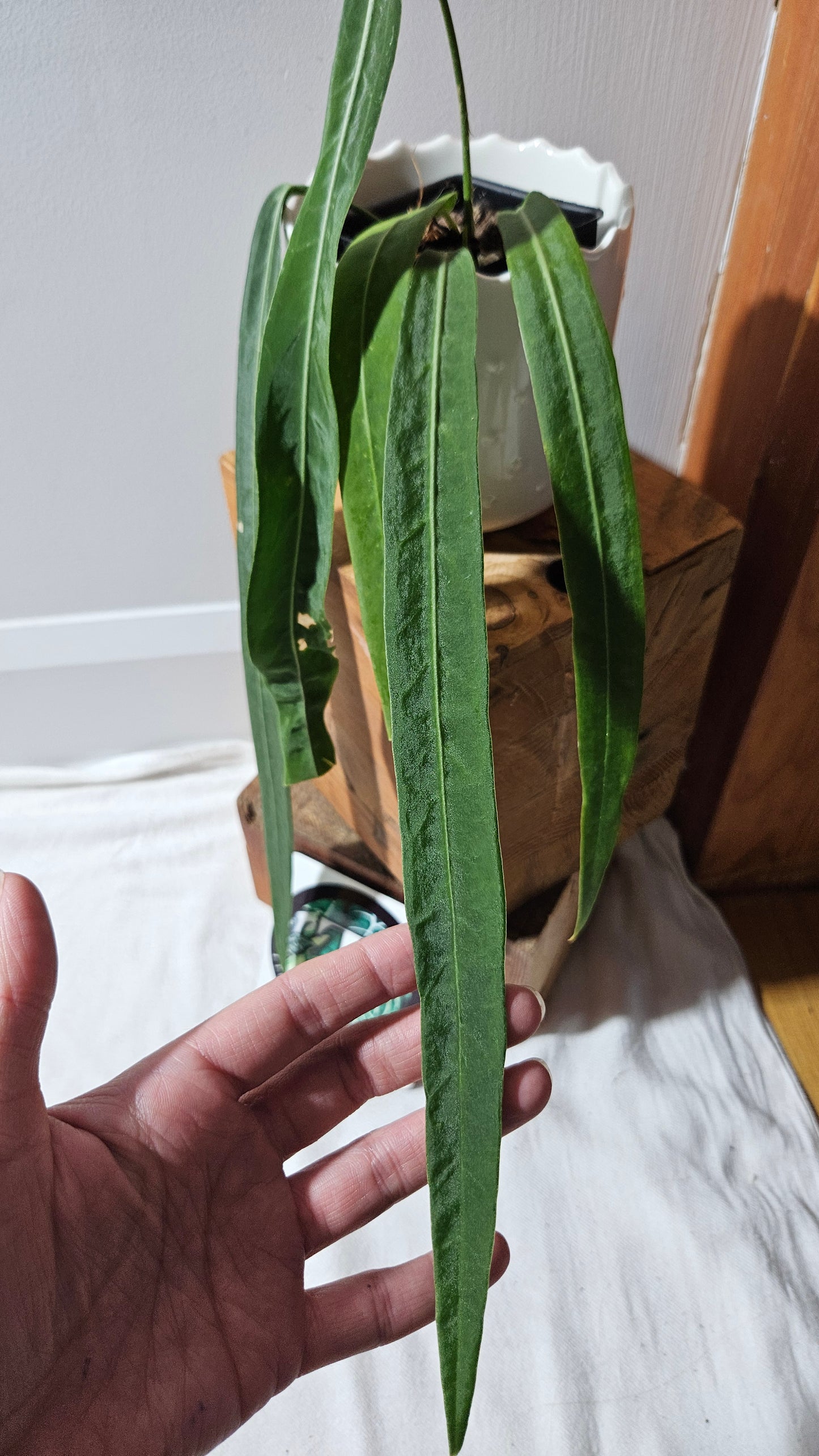 Anthurium Pallidiflorum Narrow "format MOYEN"(ANT-452)