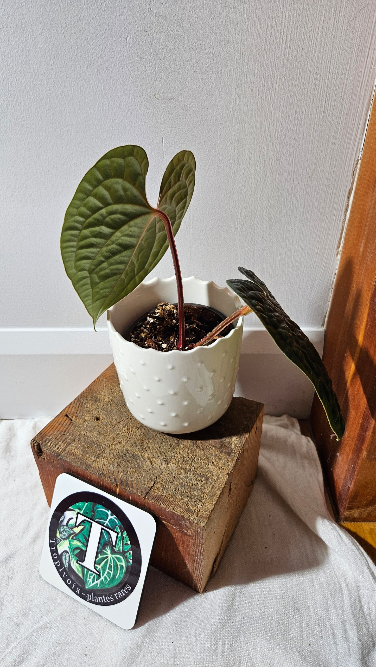 Anthurium Luxurians Velvet "format MOYEN" (ANT-499)