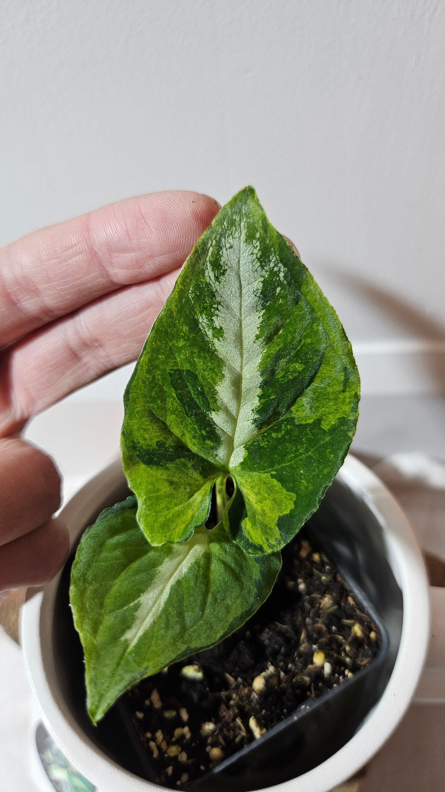 Syngonium Scrambled Eggs (SYN-467)