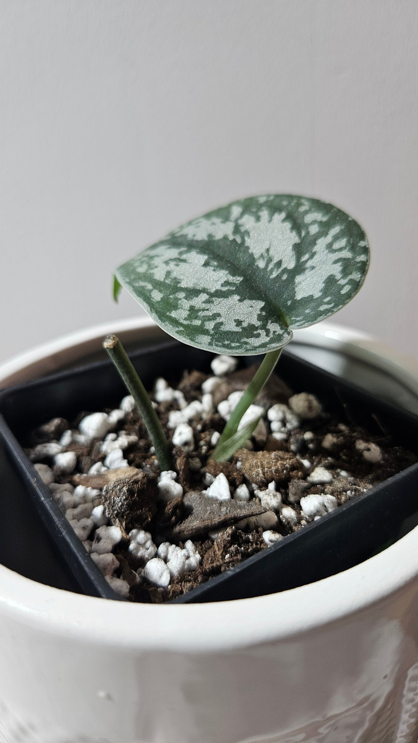 Scindapsus Silver Queen (SCI-1187)
