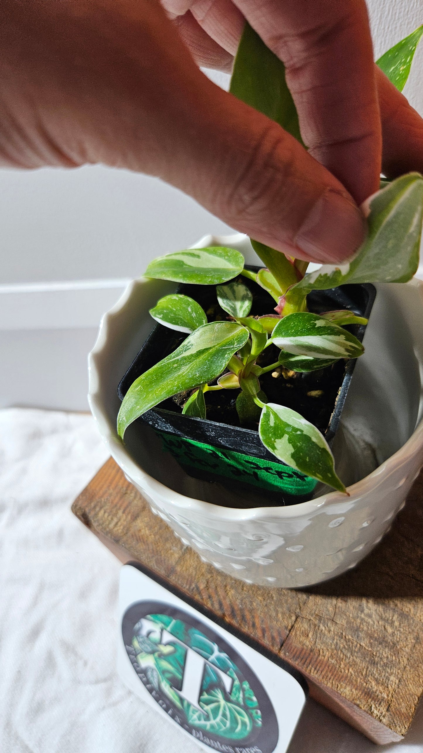Philodendron White Princess (PHI-883)