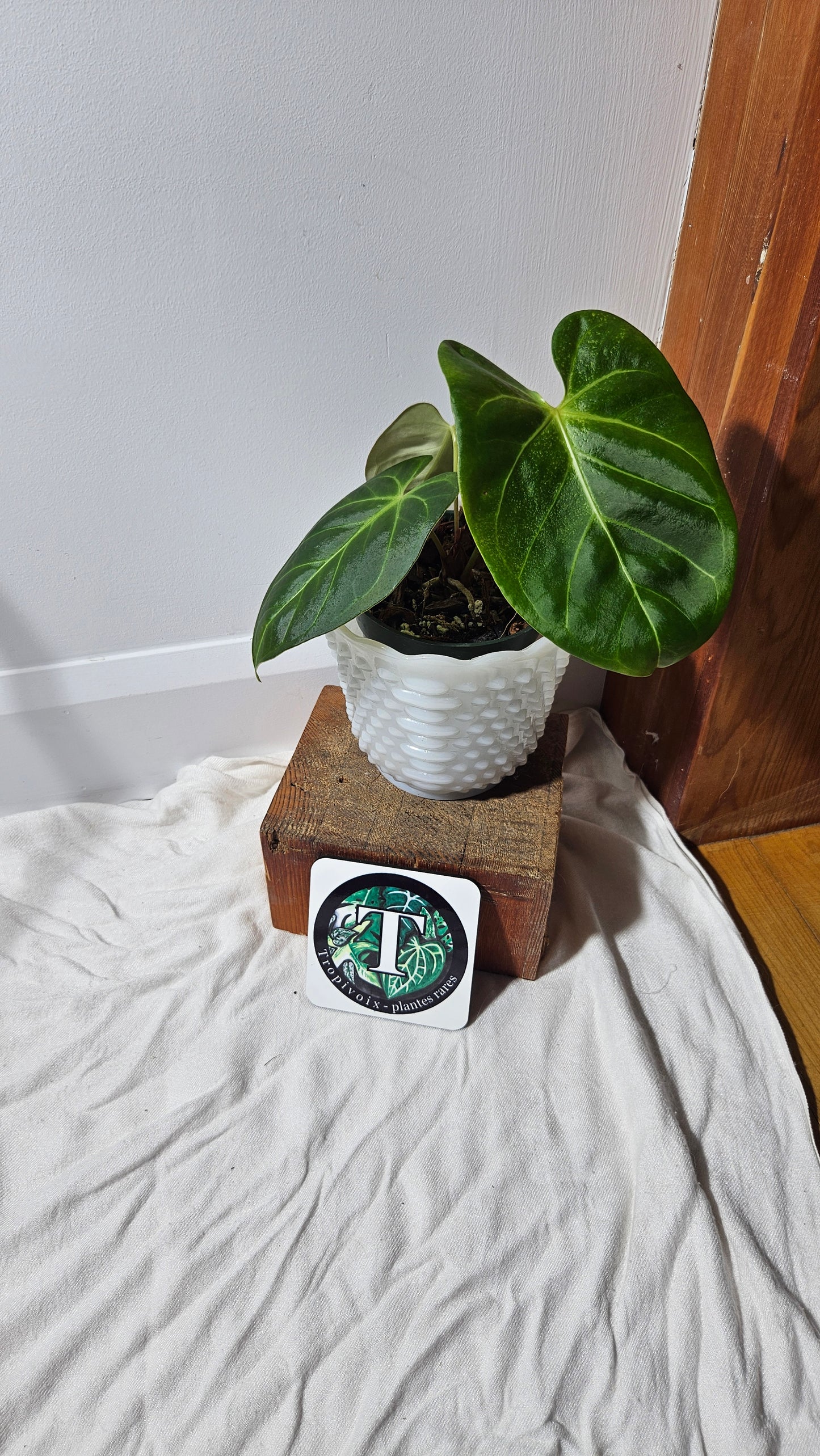 Anthurium Silver Blush x Subsignatum "MEDIUM format" (ANT-118)