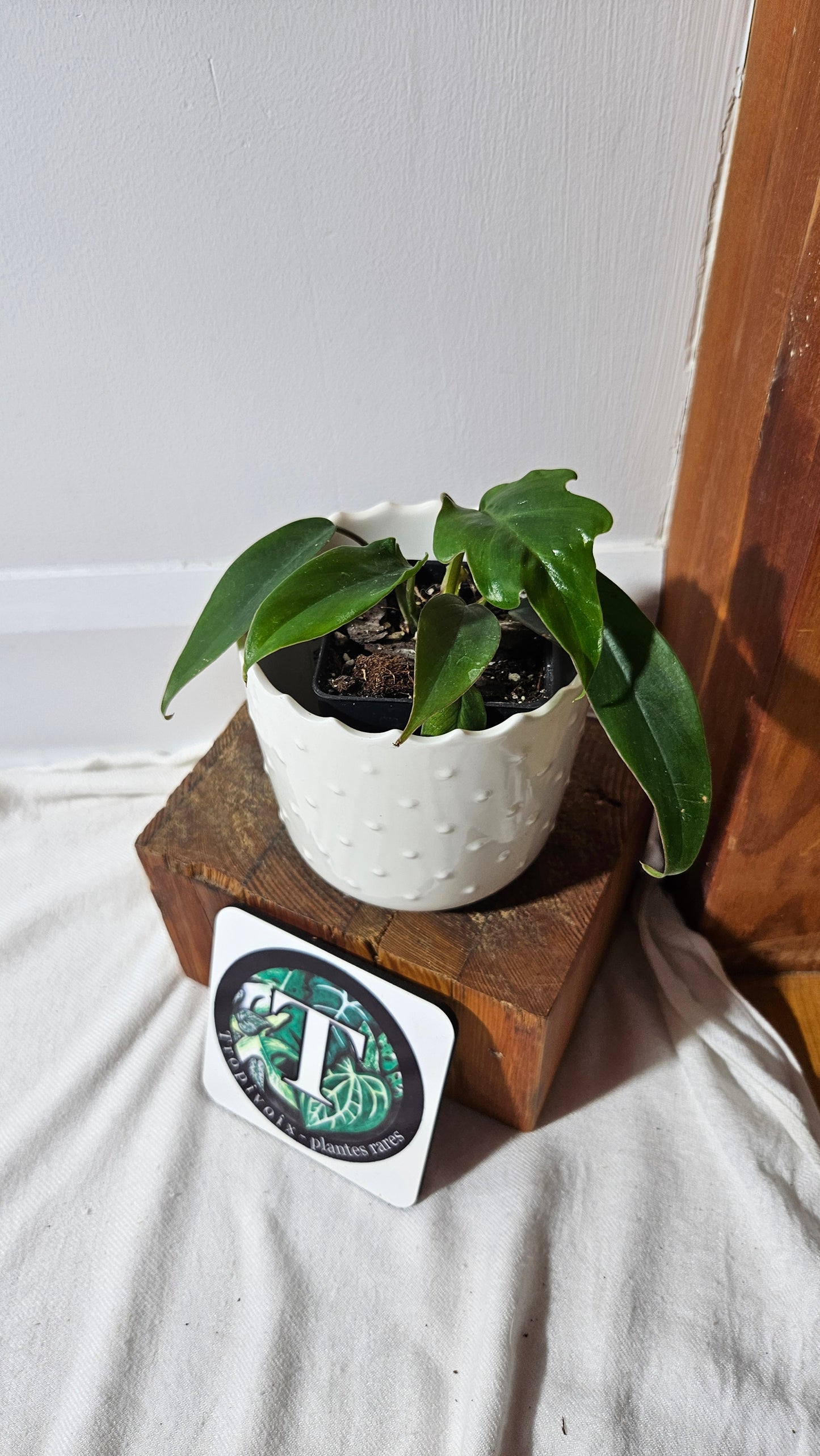 Philodendron Mayoi (PHI-643)