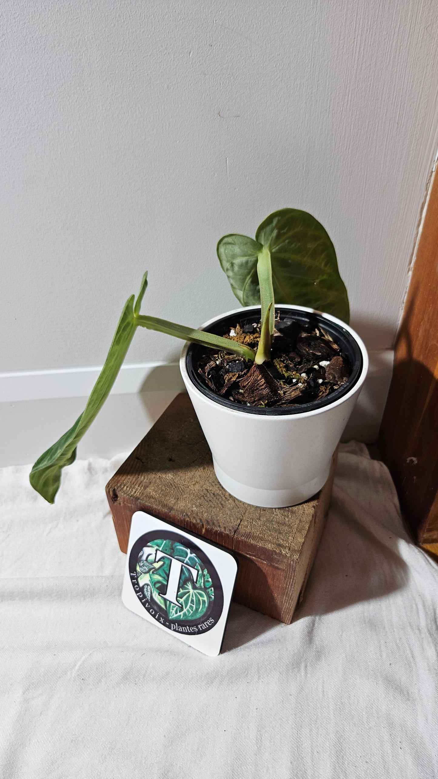 Anthurium Villenaorum Green "LARGE format" (ANT-245)