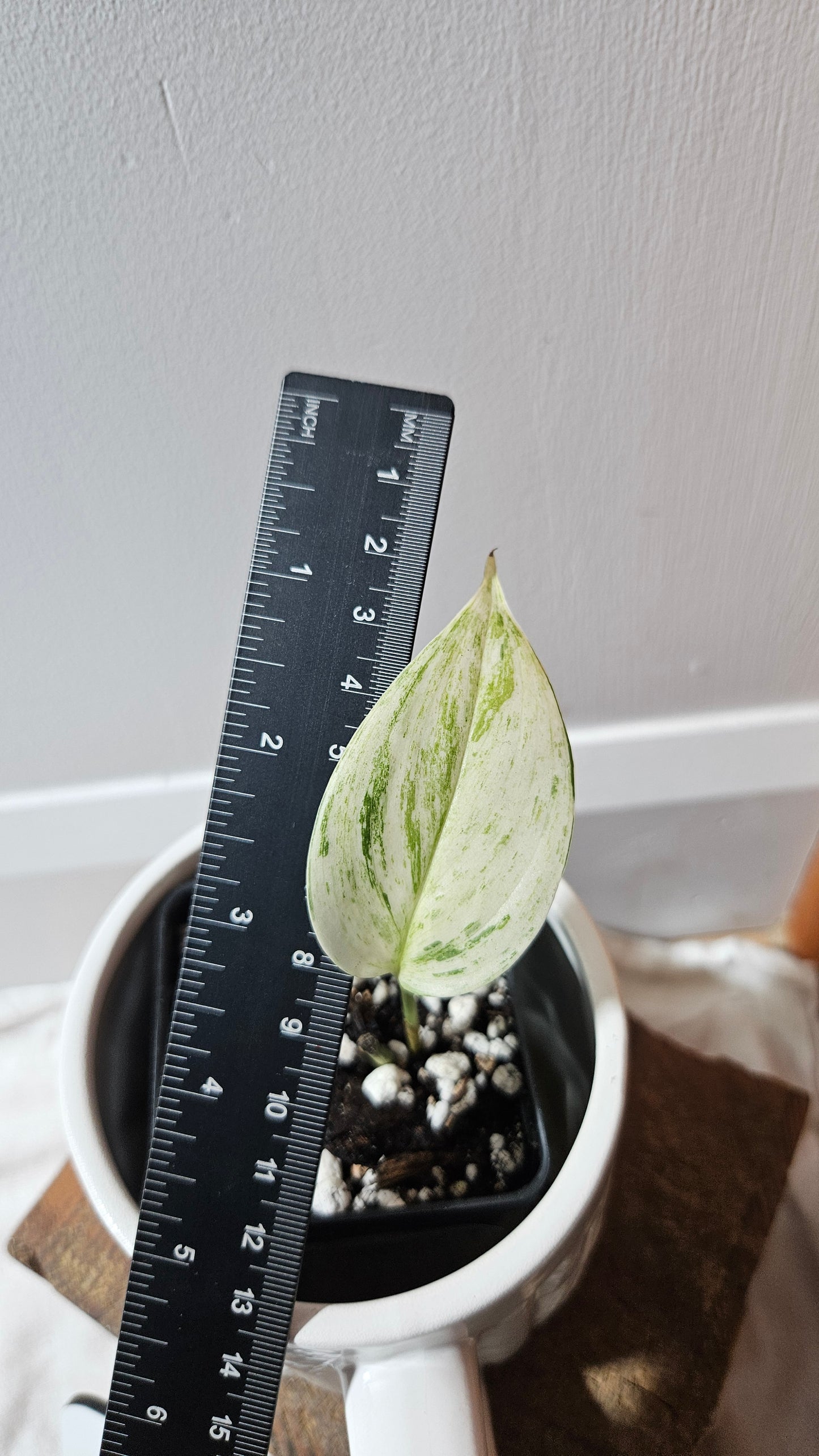 Scindapsus Blue Salaka (SCI-1162)