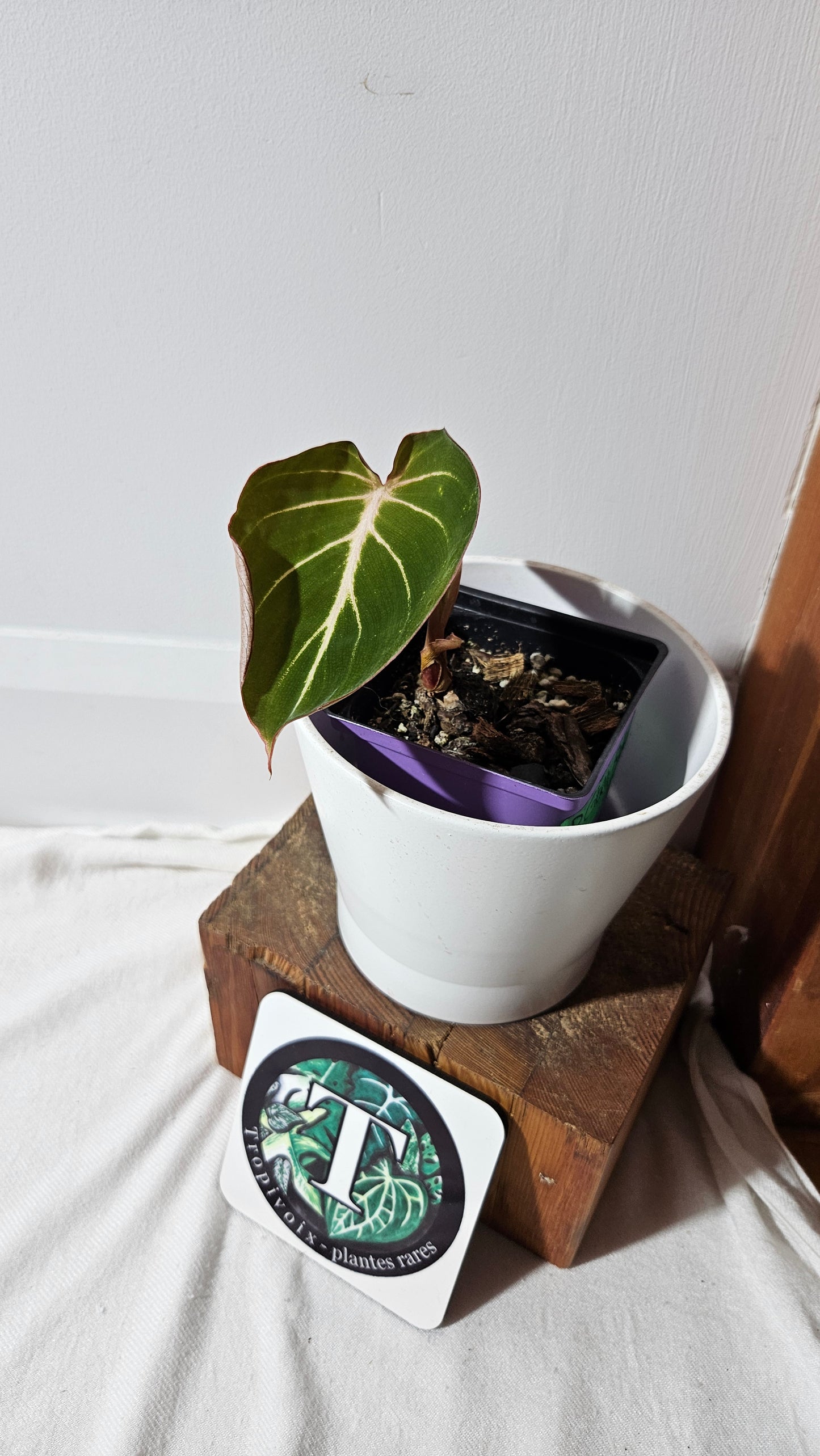 Philodendron Gloriosum Radiante (PHI-833)